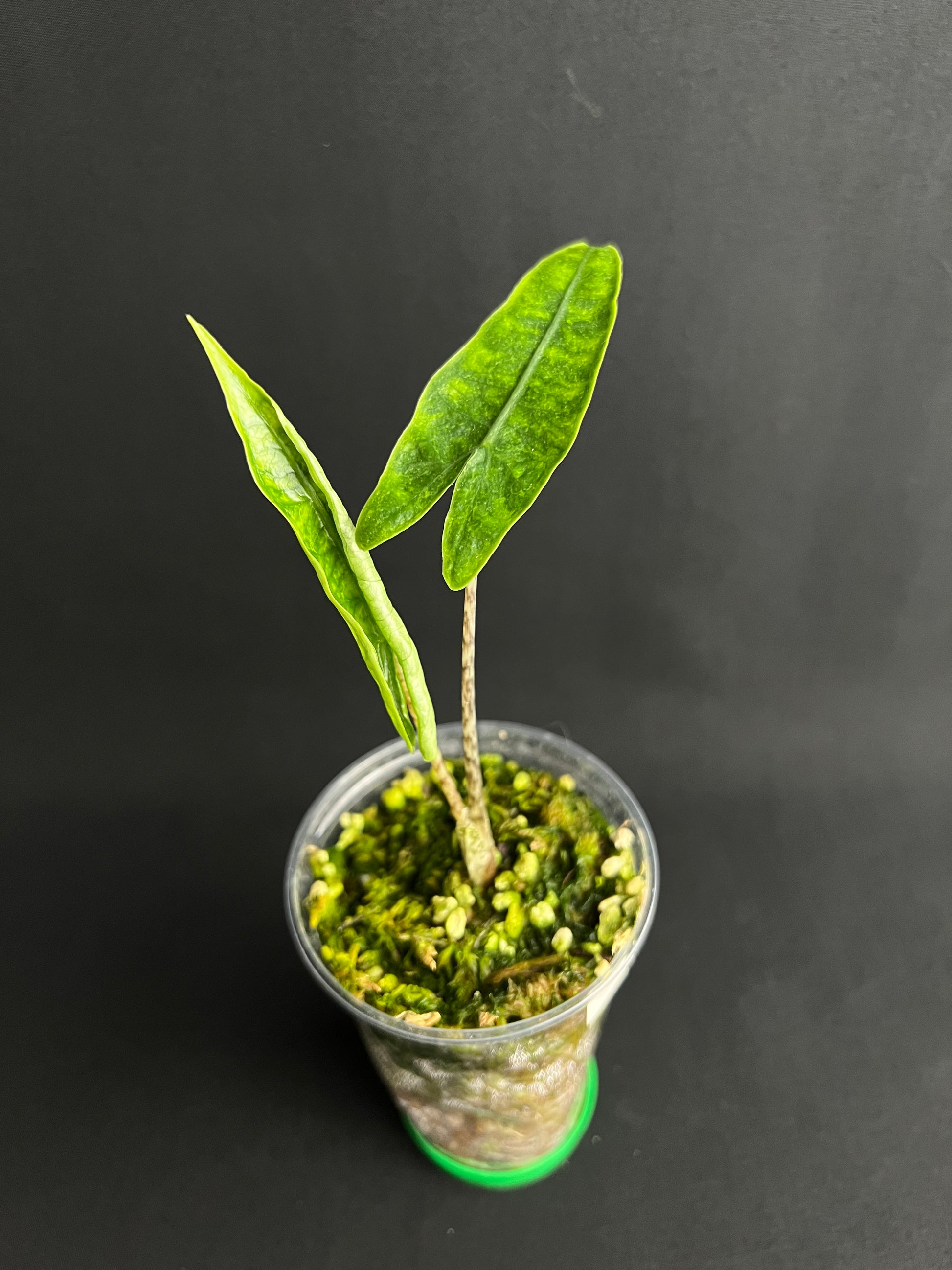 Alocasia Reticulata