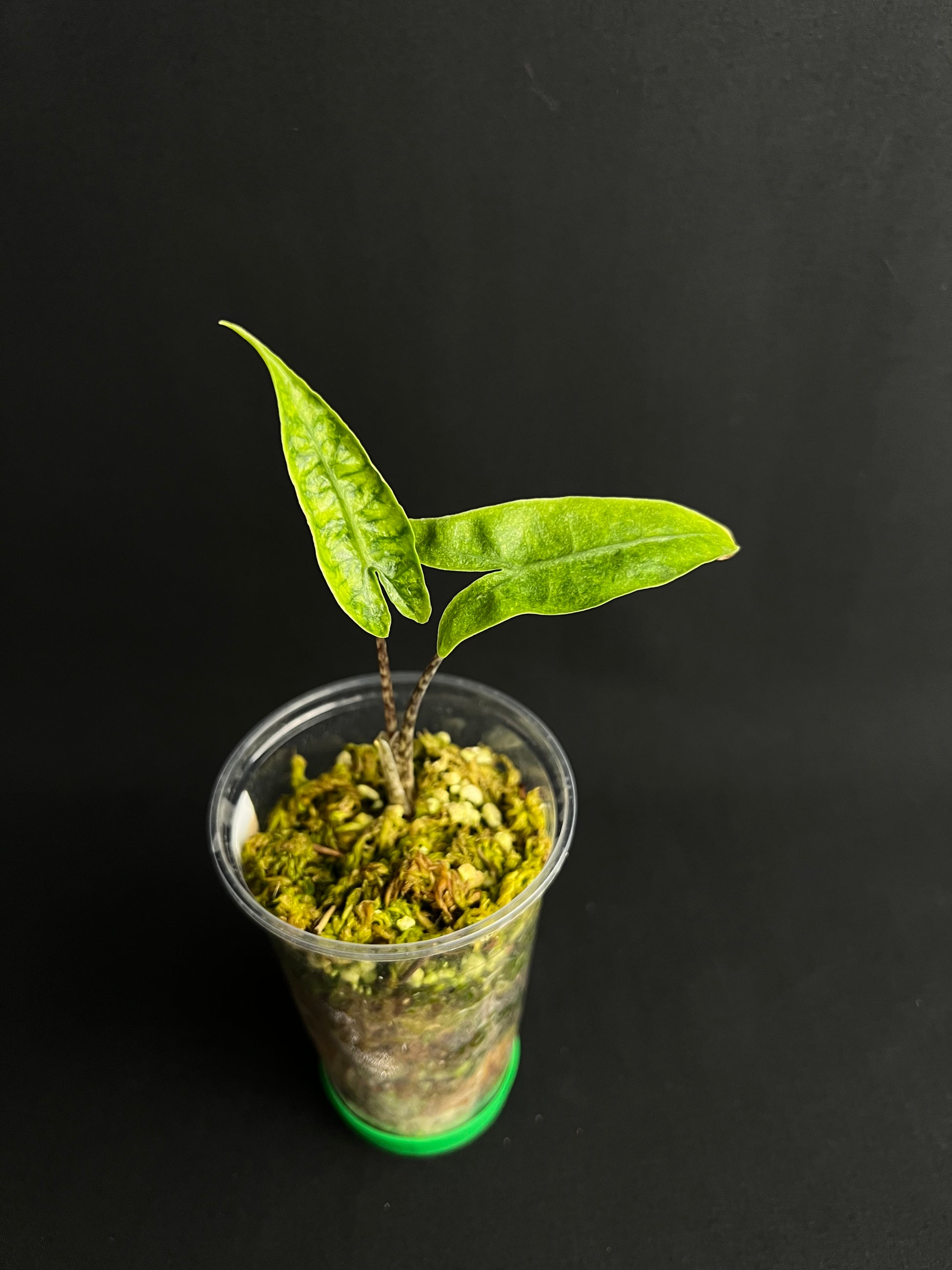 Alocasia Reticulata