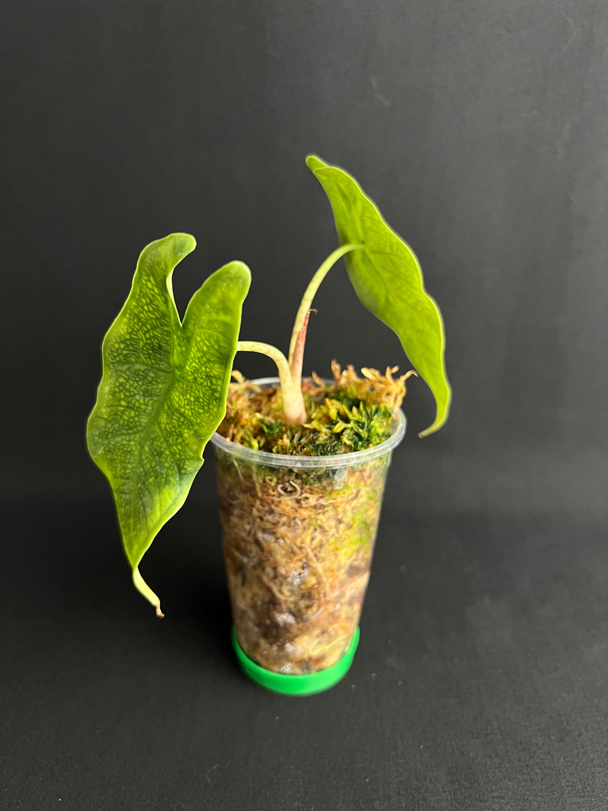 Alocasia sp. Sulawesi 'Green Carpet'