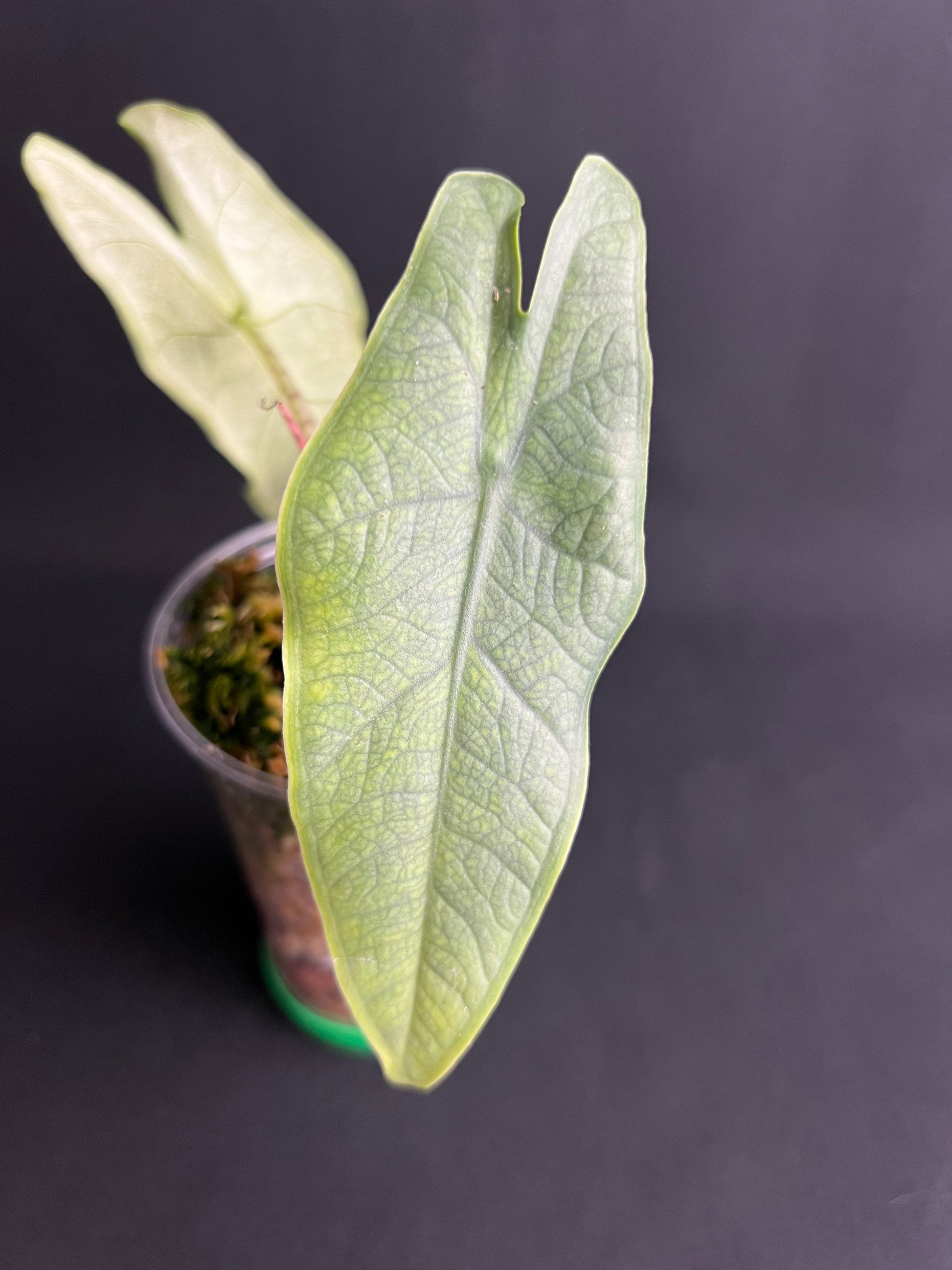 Alocasia sp. Sulawesi 'Green Carpet'