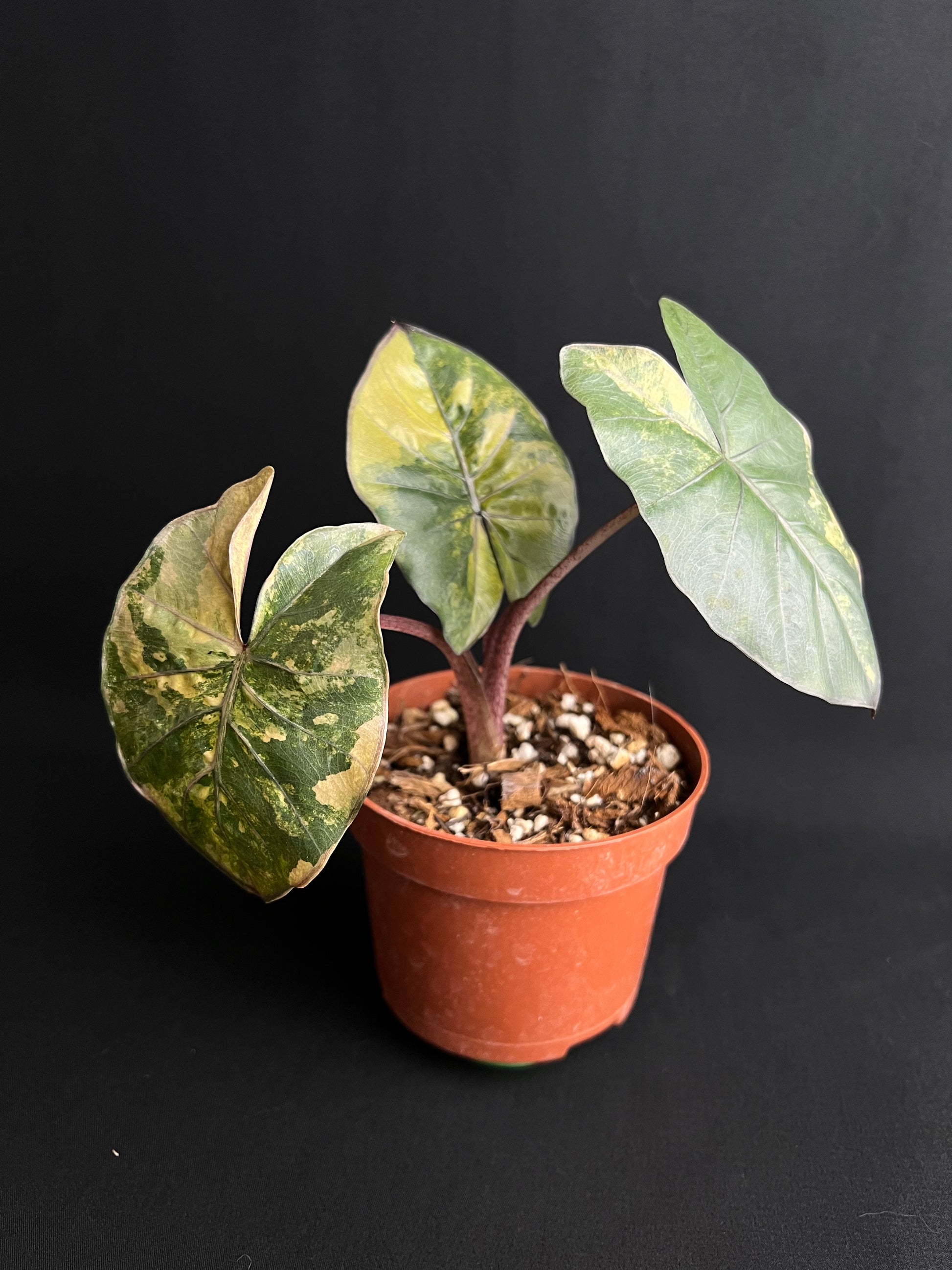 Alocasia Yucatan Princess Aurea Variegata #1