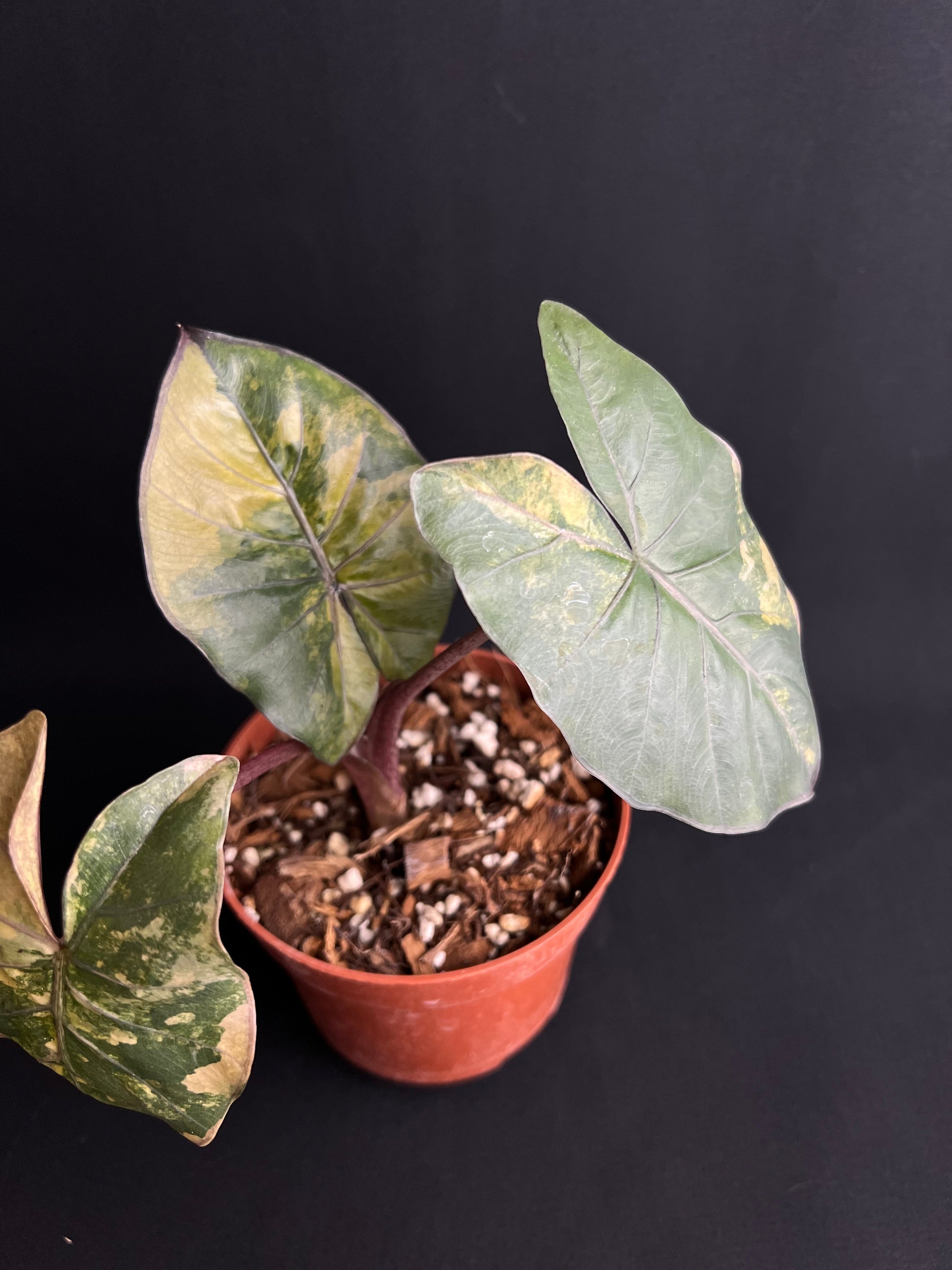 Alocasia Yucatan Princess Aurea Variegata #1