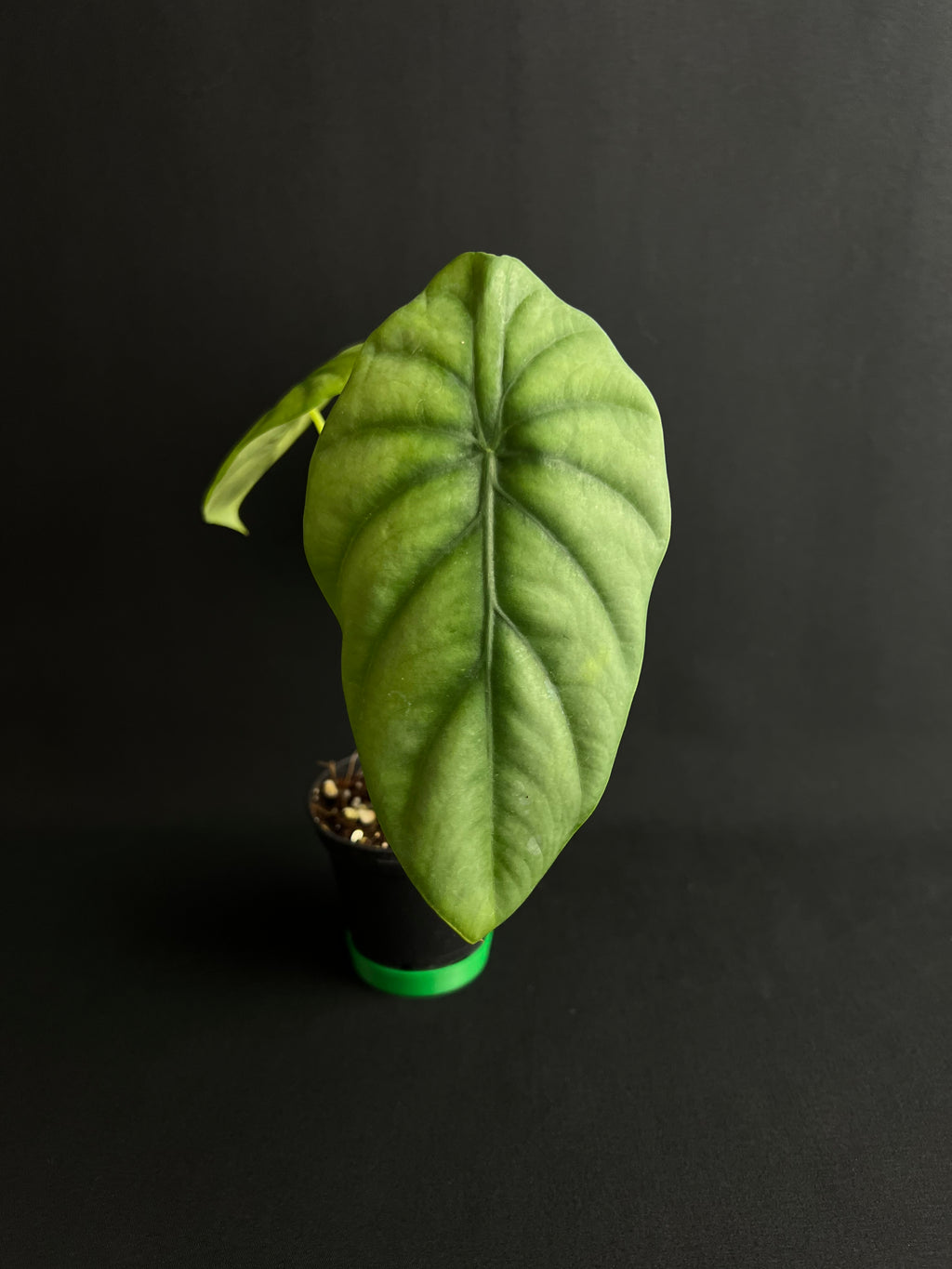 Alocasia Clypeolata 'Green Shield'