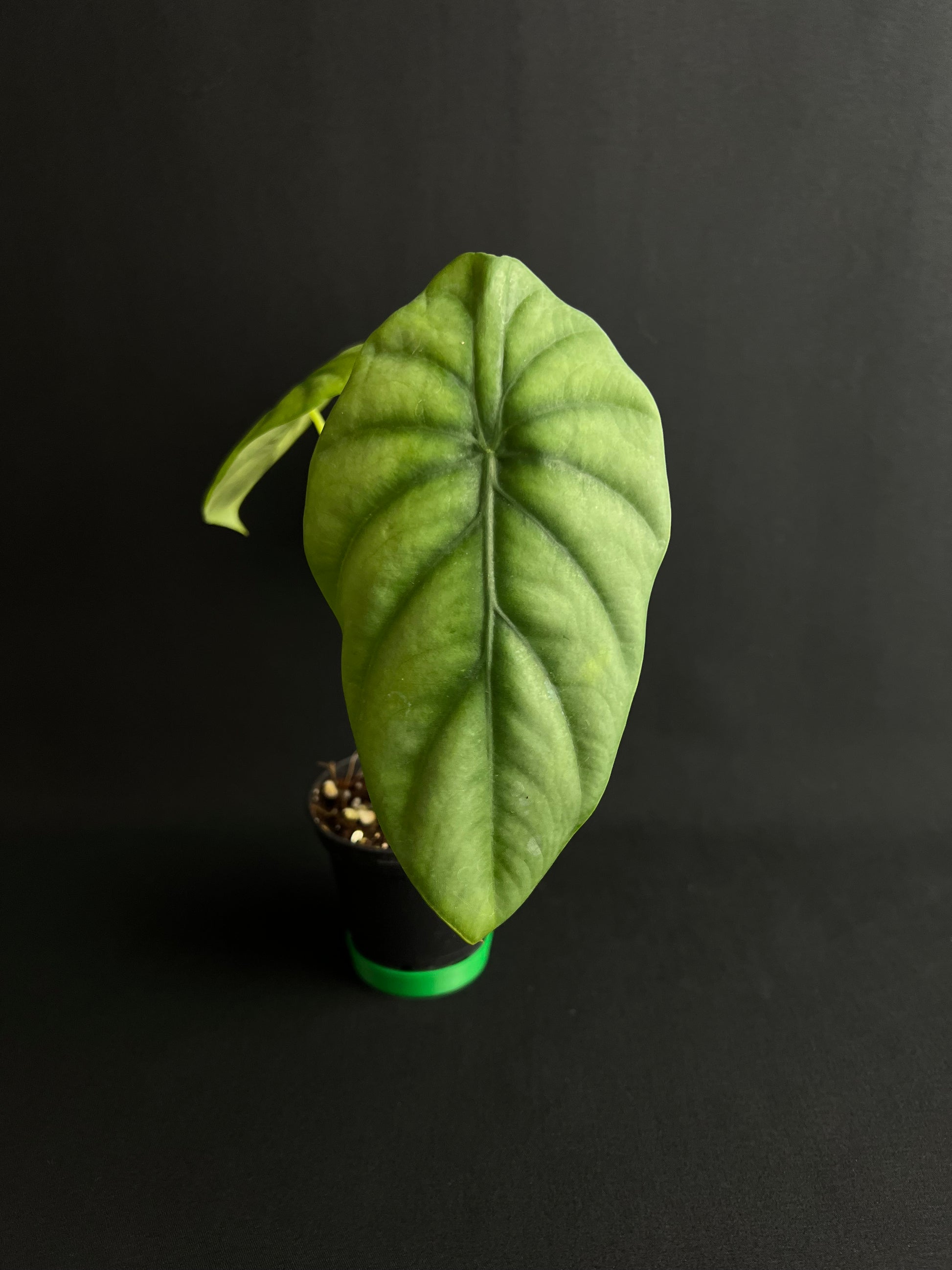 Alocasia Clypeolata 'Green Shield'
