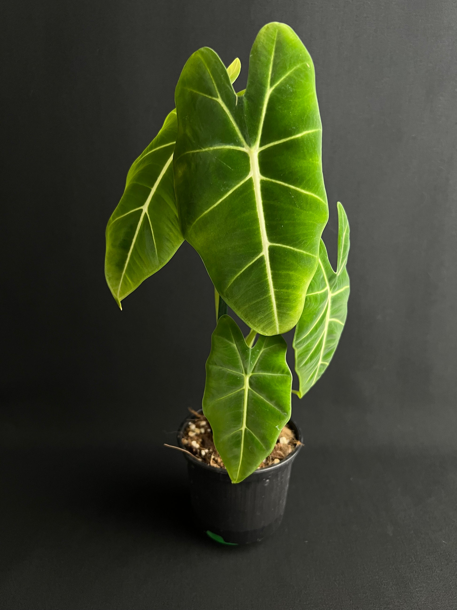 Alocasia Micholitziana 'Green Velvet'