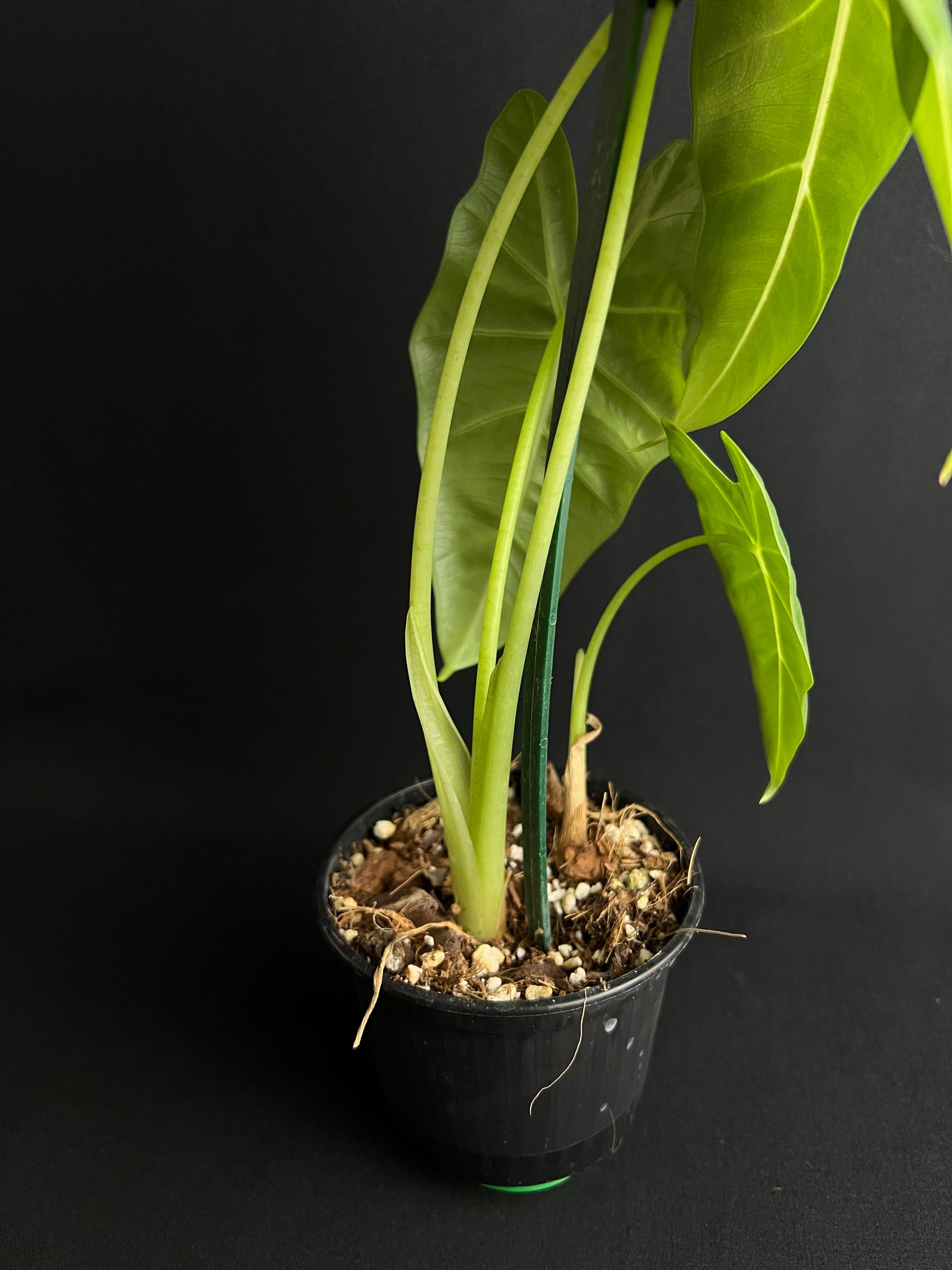 Alocasia Micholitziana 'Green Velvet'