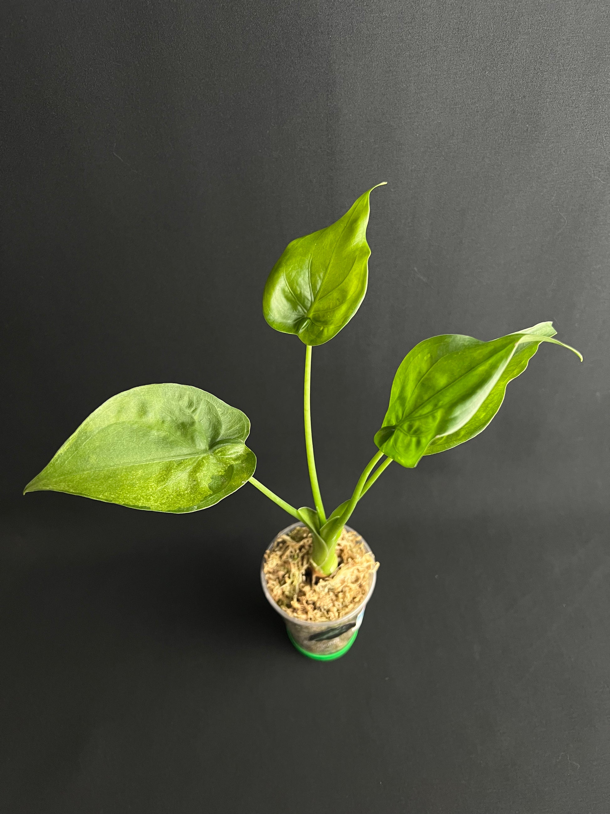 Alocasia Cucullata Mint Low Variegata