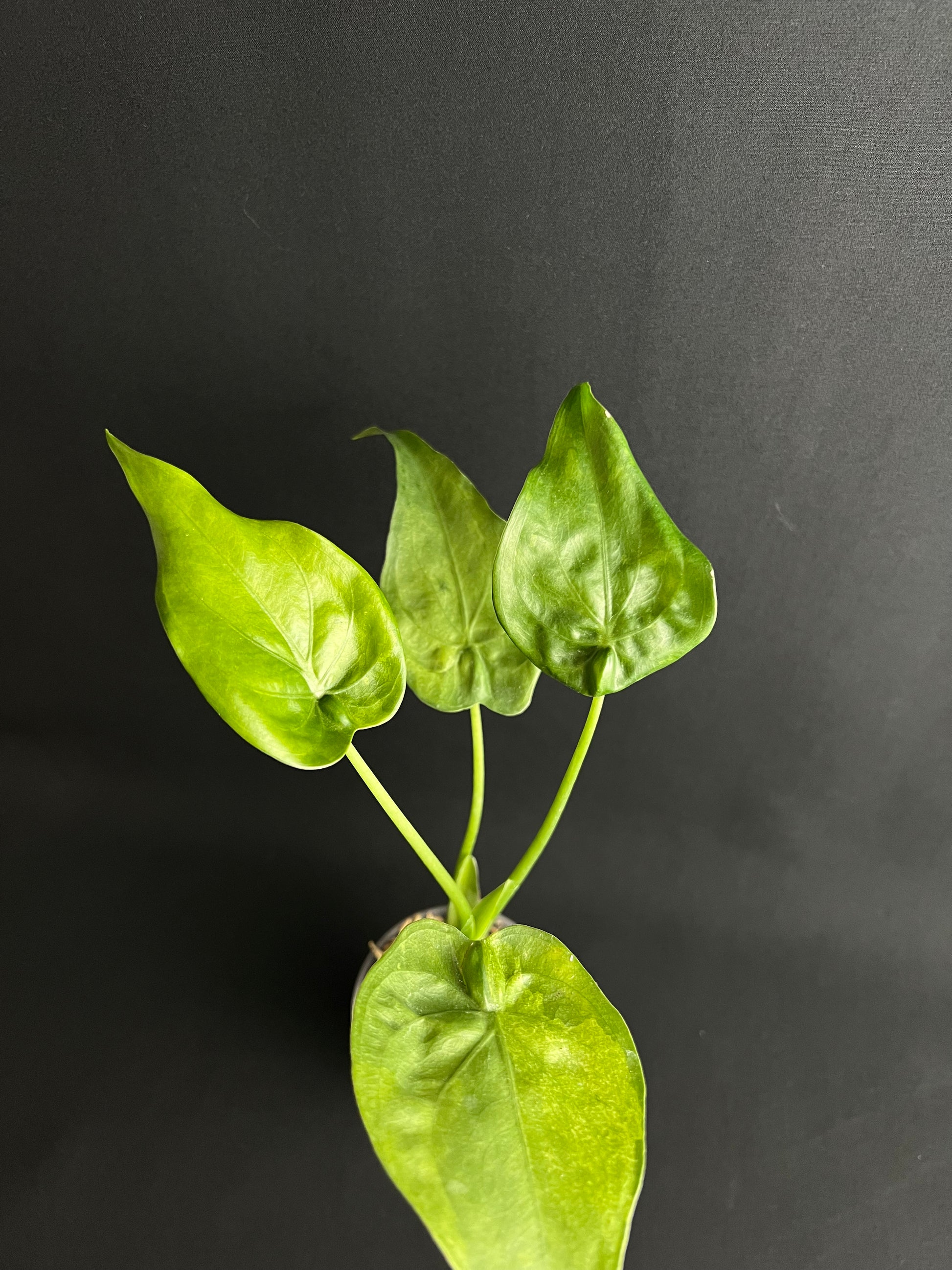 Alocasia Cucullata Mint Low Variegata