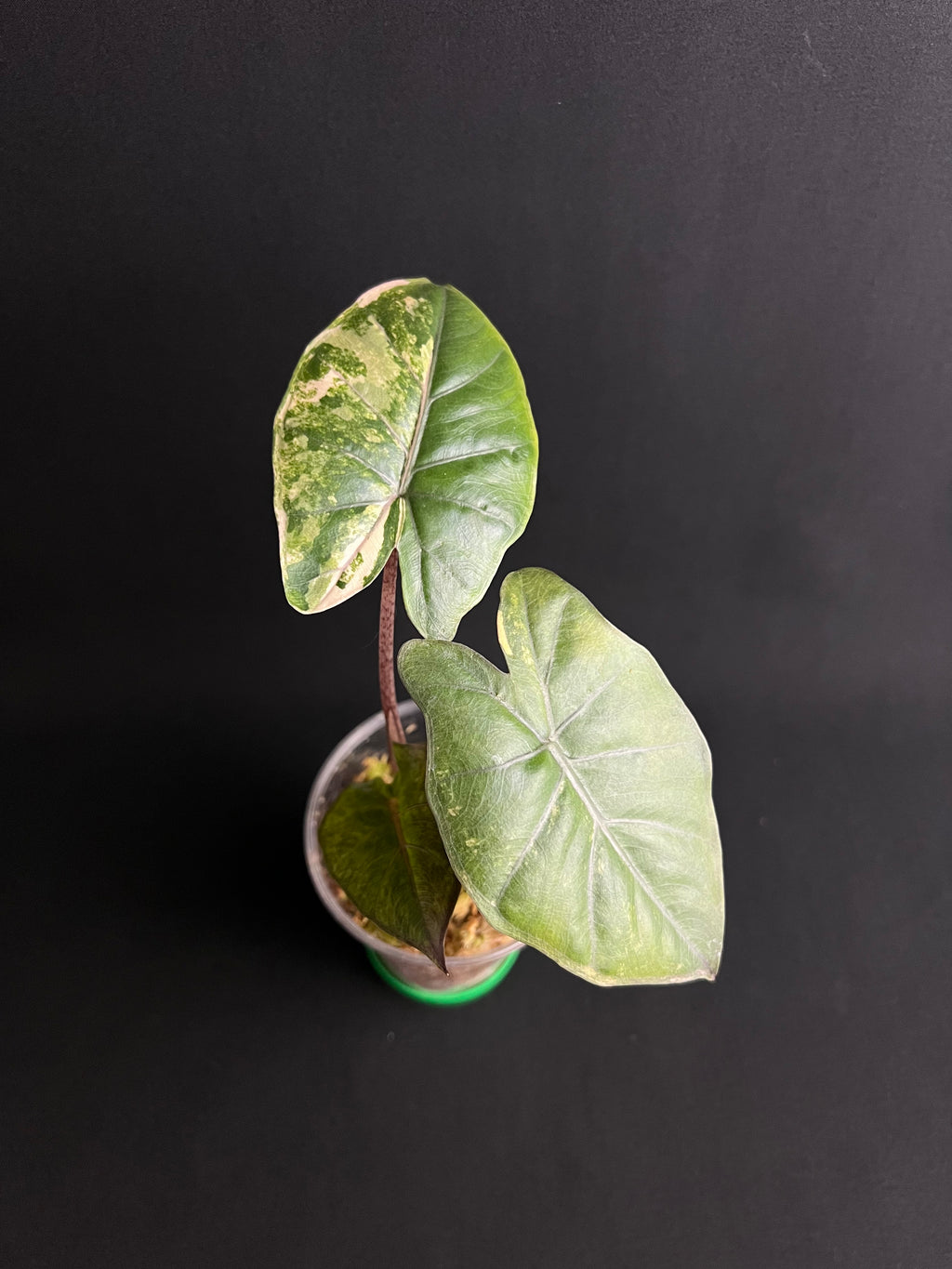 Alocasia Yucatan Princess Aurea Variegata #2