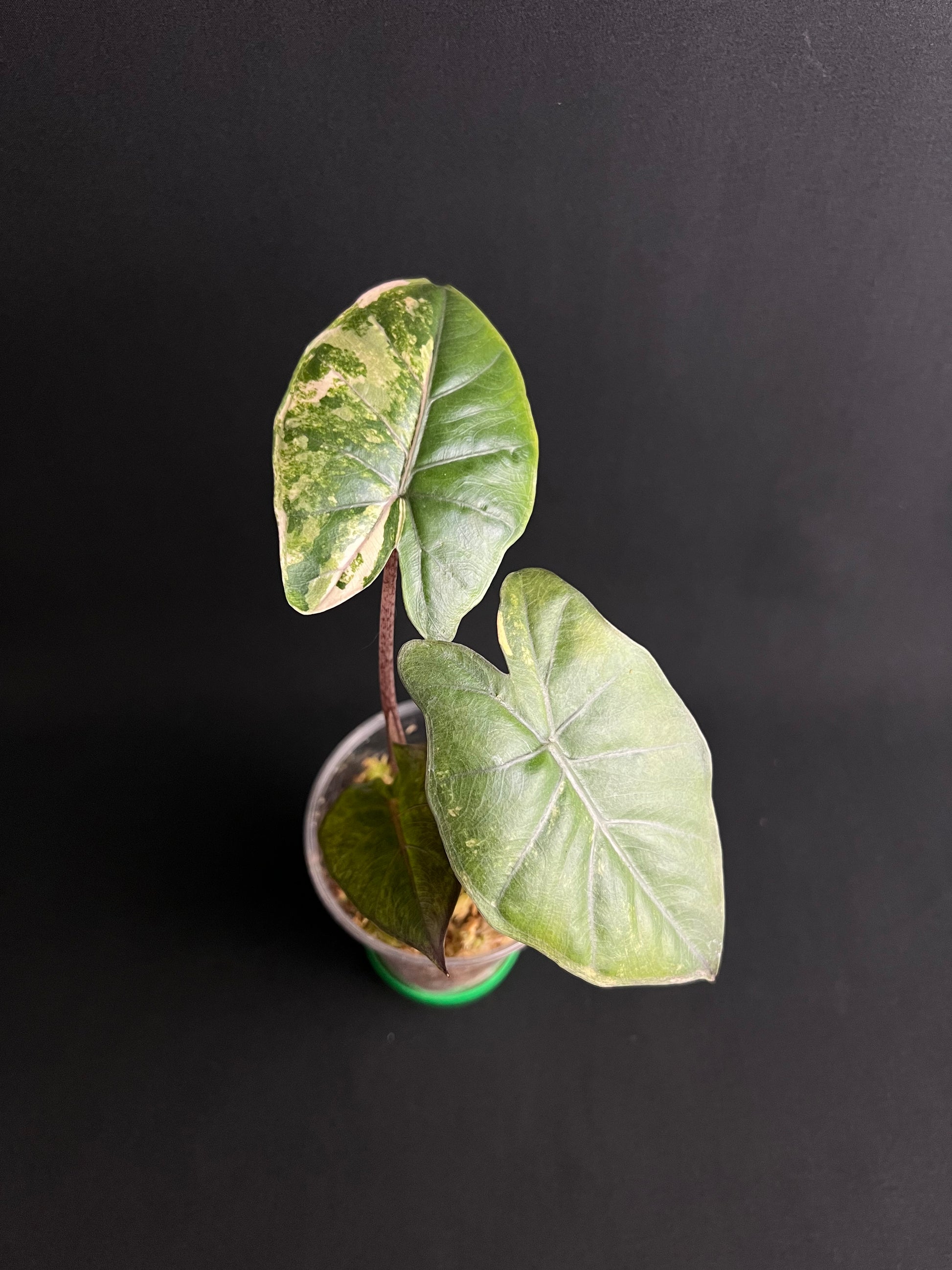Alocasia Yucatan Princess Aurea Variegata #2