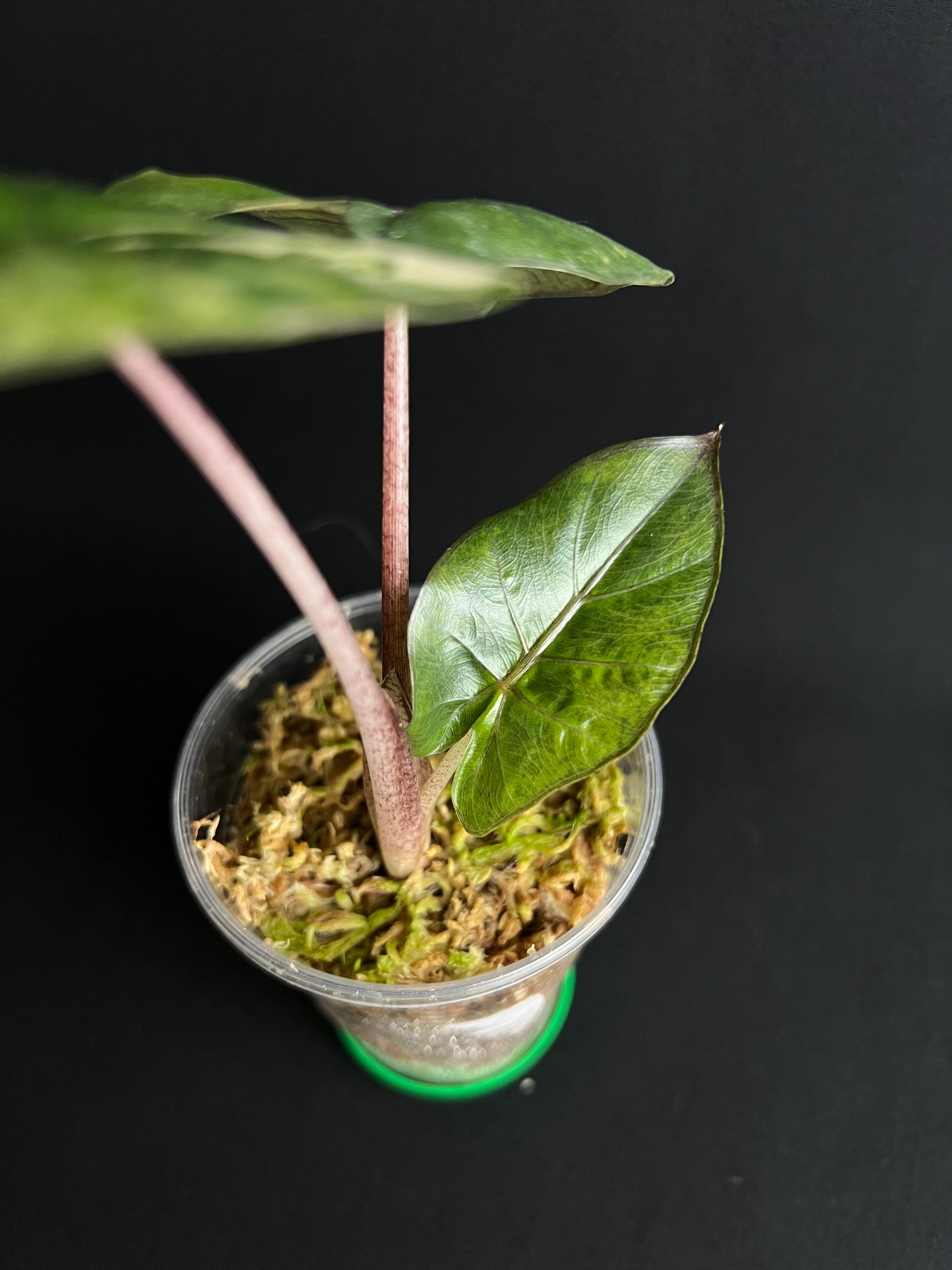 Alocasia Yucatan Princess Aurea Variegata #2