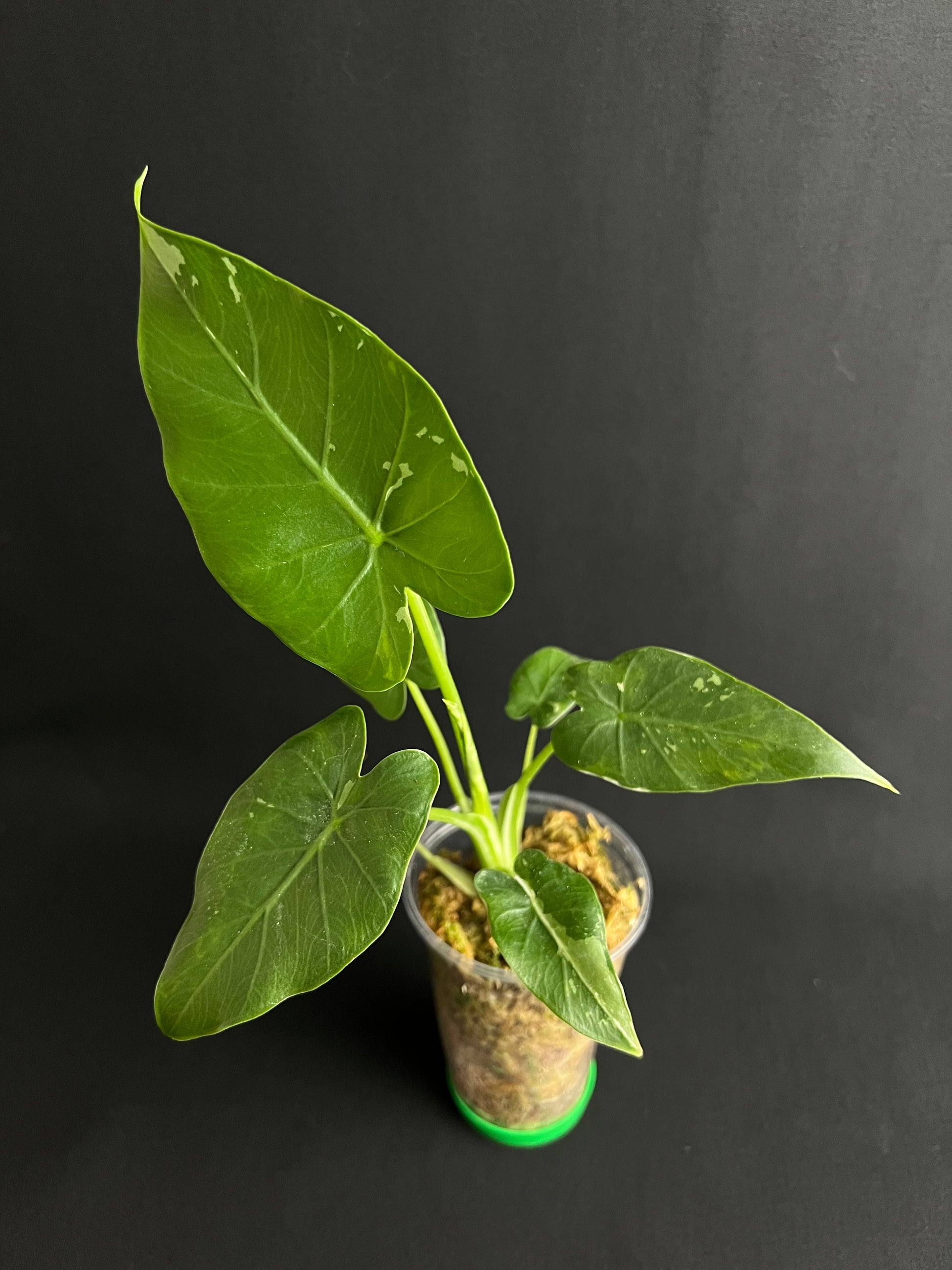 Alocasia Odora 'California' Albo Variegata (Gageana)