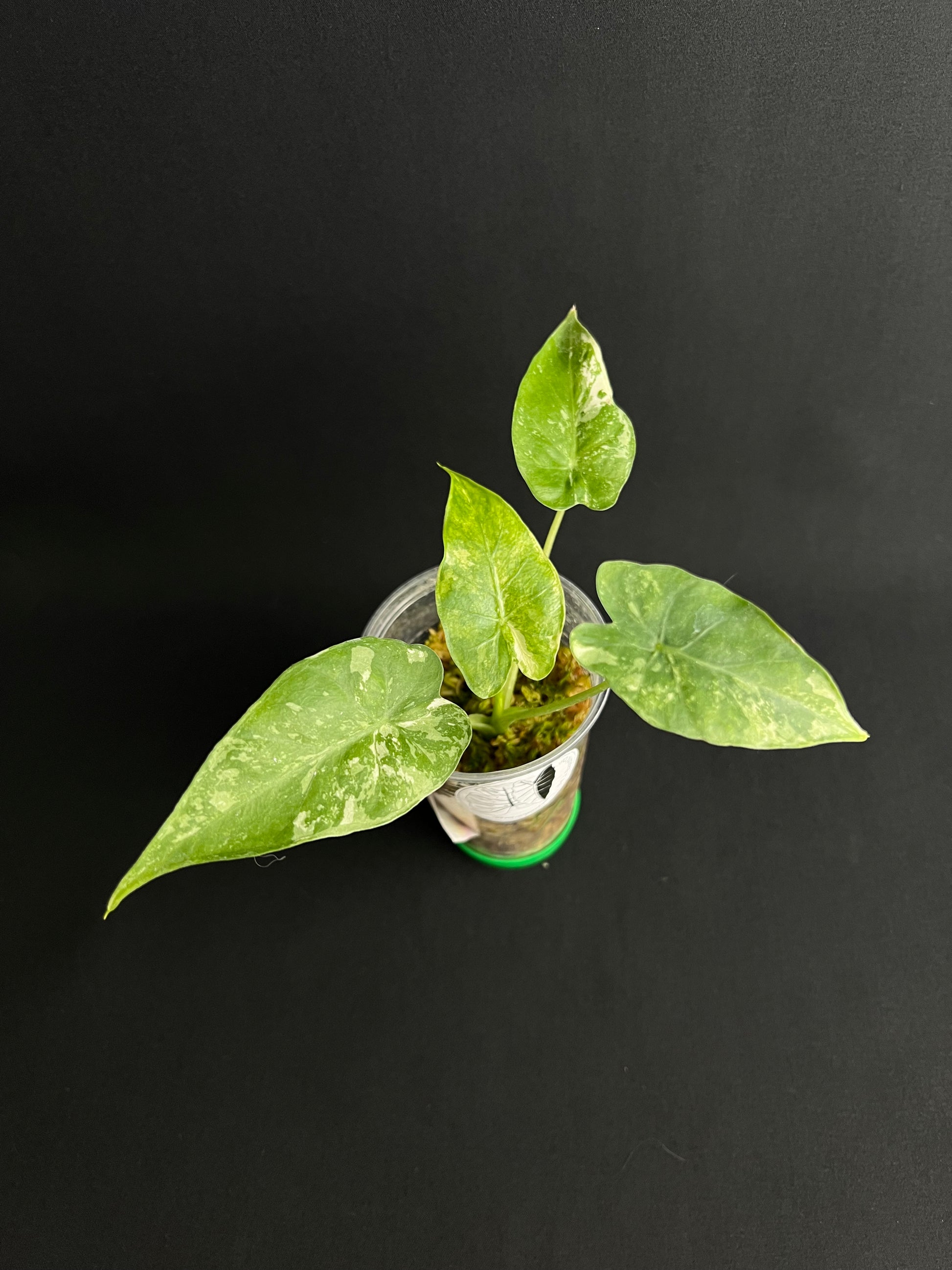 Alocasia Odora 'California' Albo Variegata (Gageana)