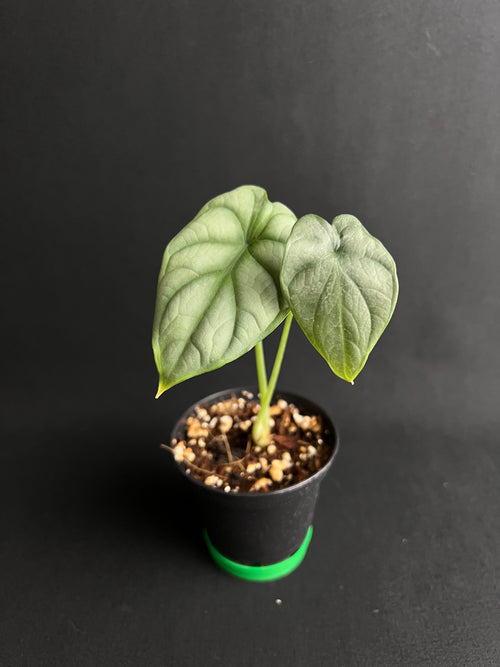 Alocasia Baginda 'Silver Dragon'