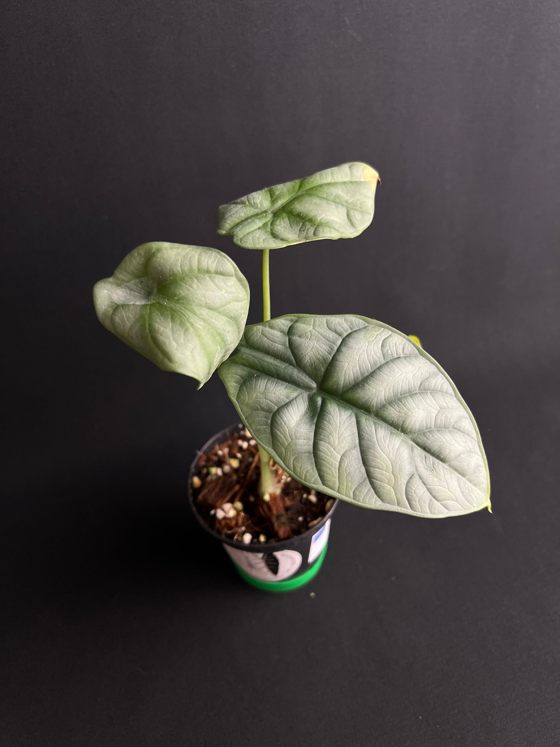 Alocasia Baginda 'Silver Dragon'
