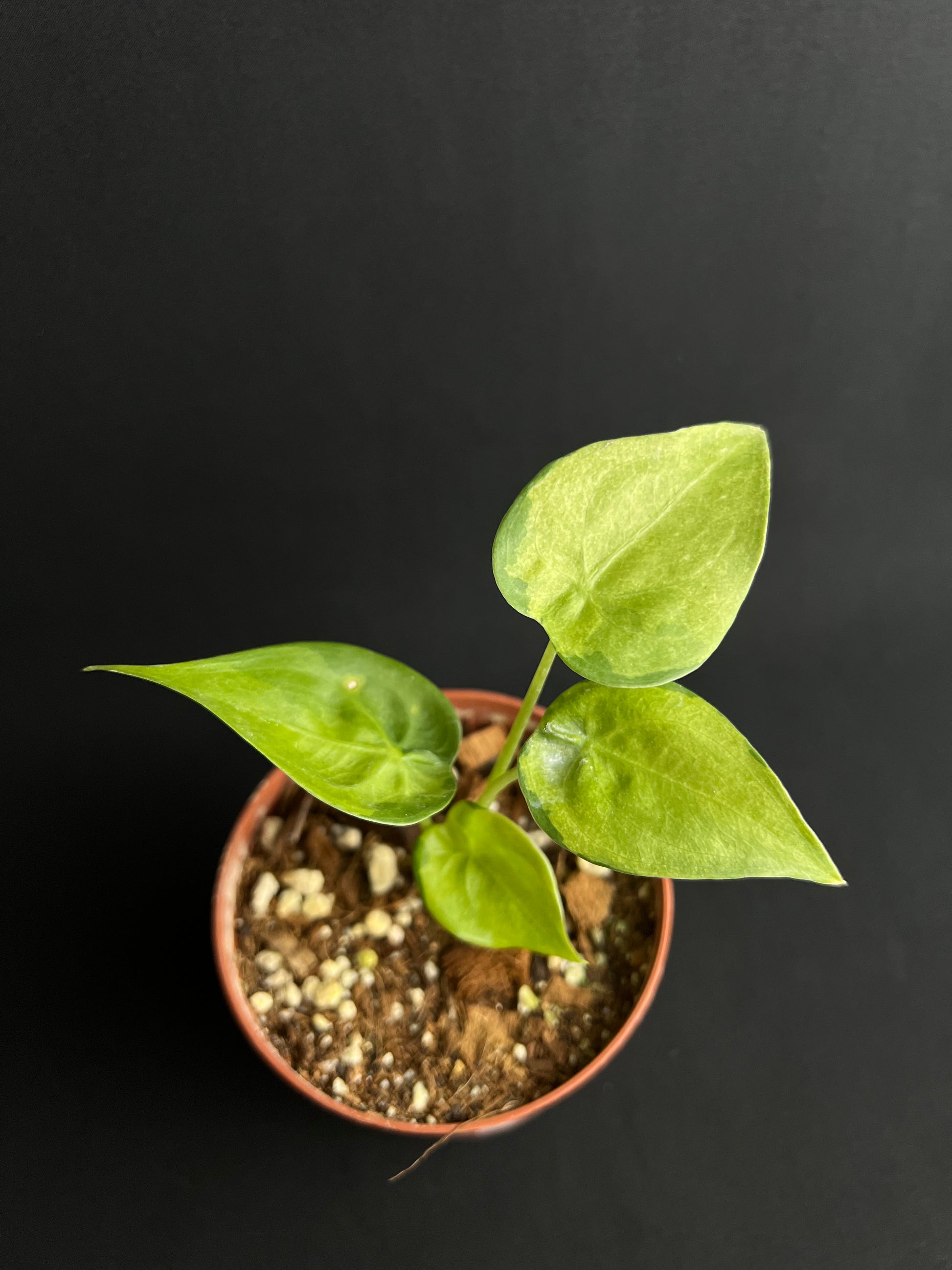 Alocasia Cucullata Mint Variegata