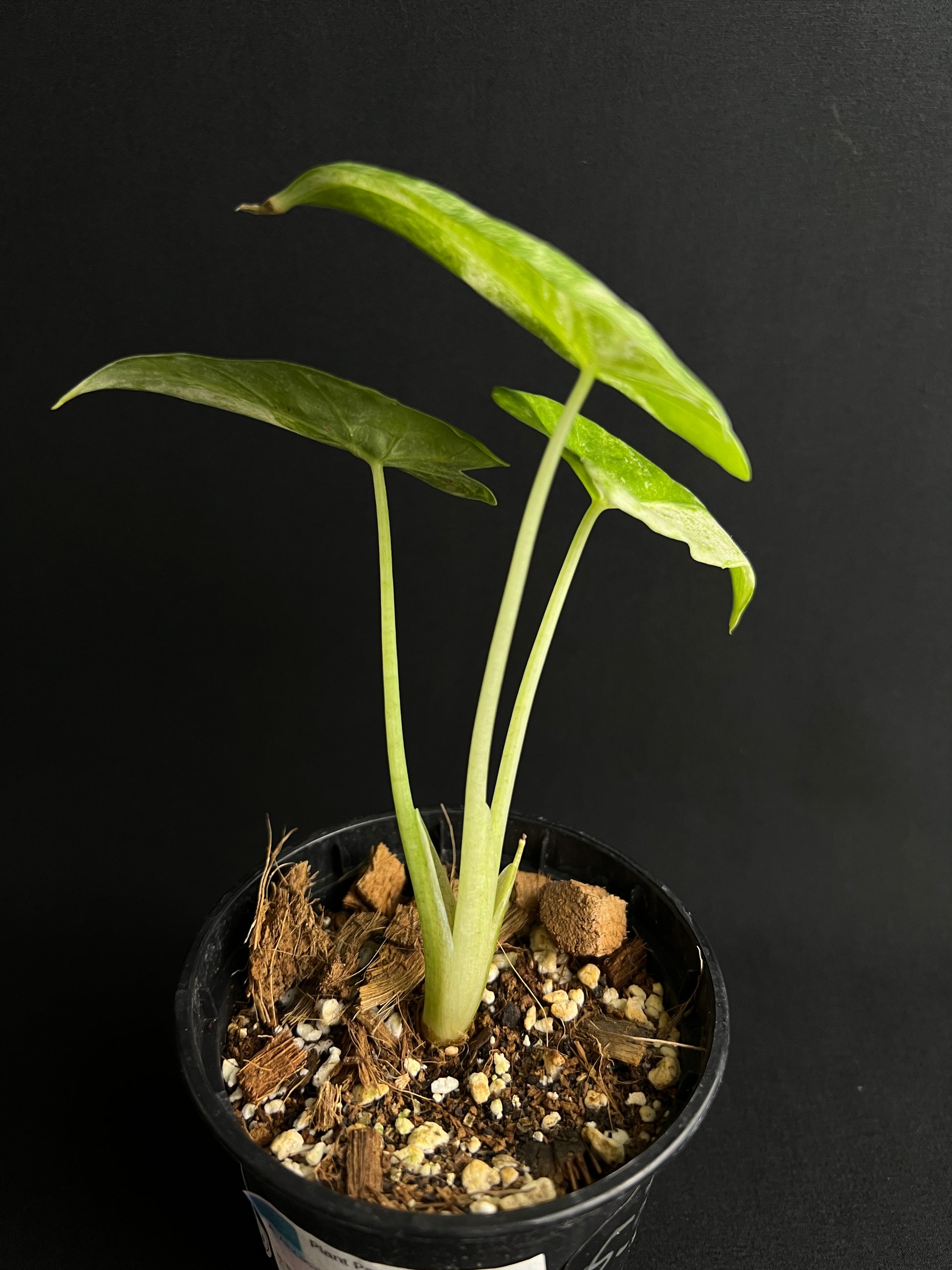 Alocasia Odora 'Batik' Variegata