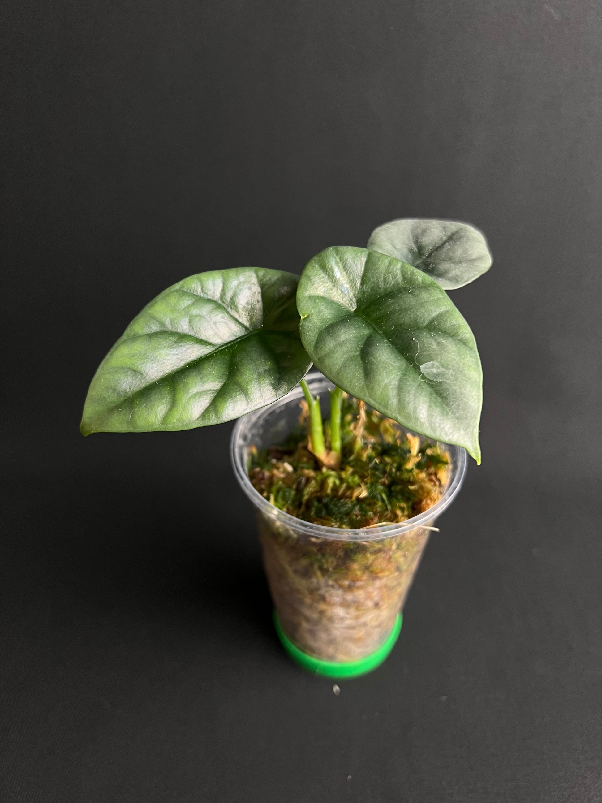 Alocasia Sinuata