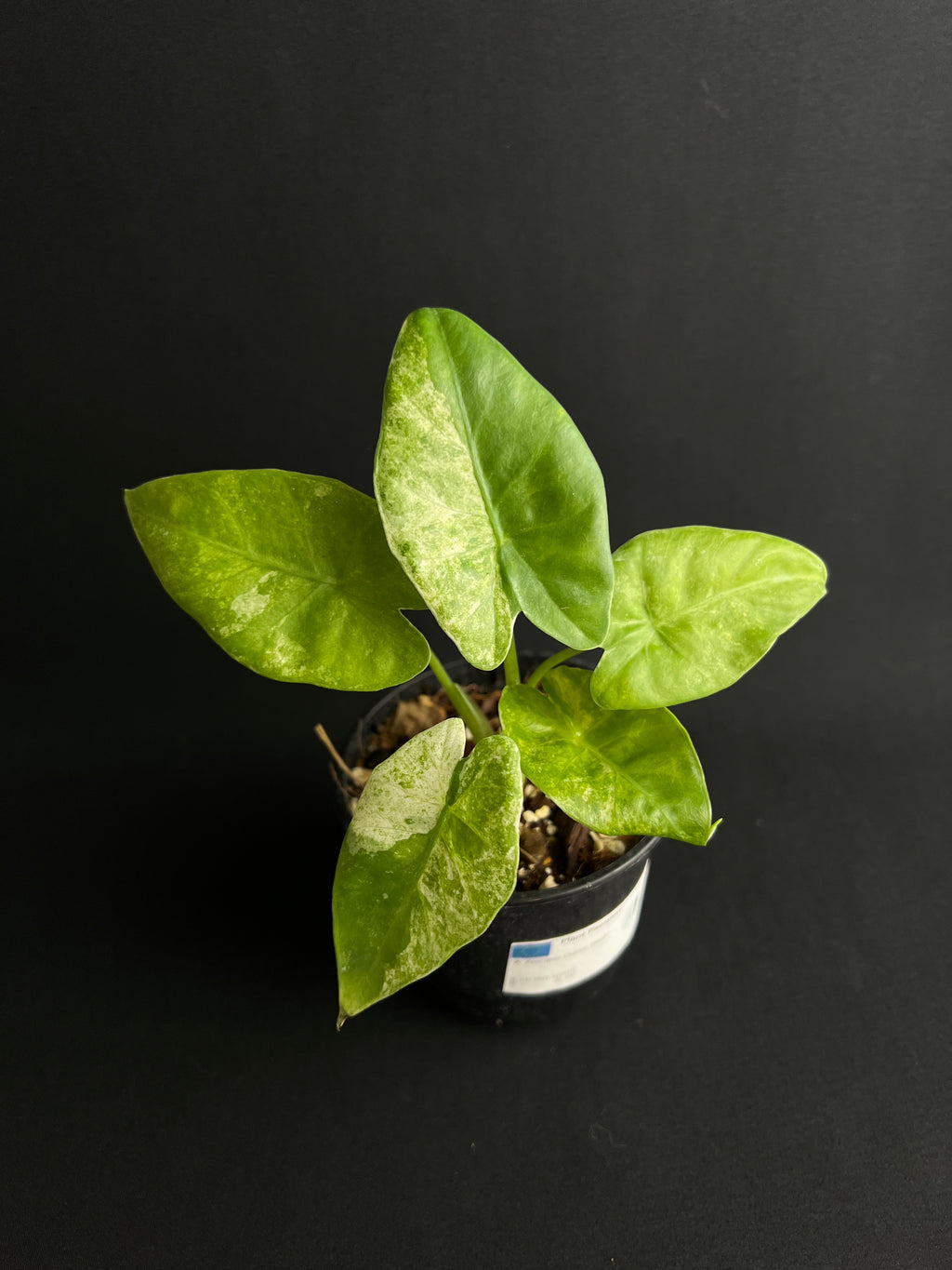 Alocasia Odora 'Batik' Variegata