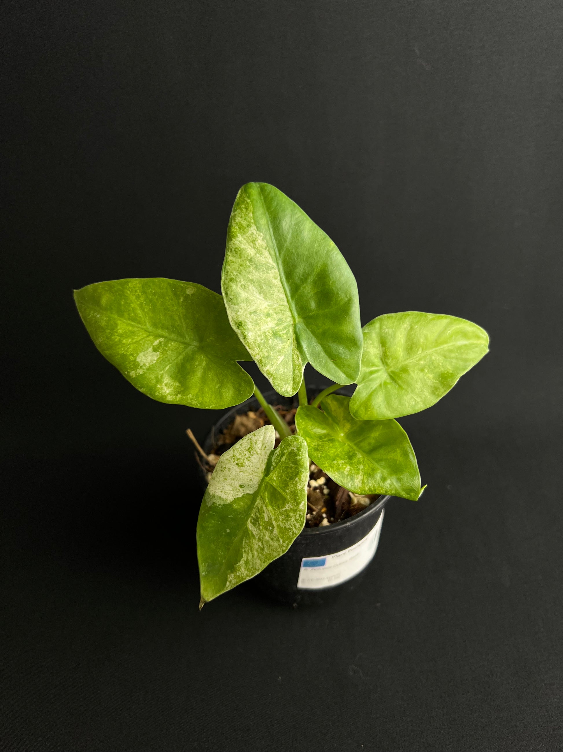 Alocasia Odora 'Batik' Variegata