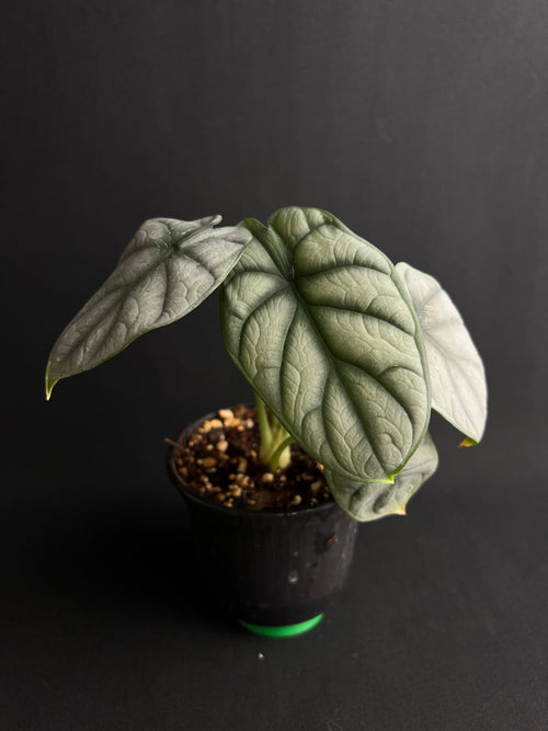 Alocasia Baginda 'Silver Dragon'