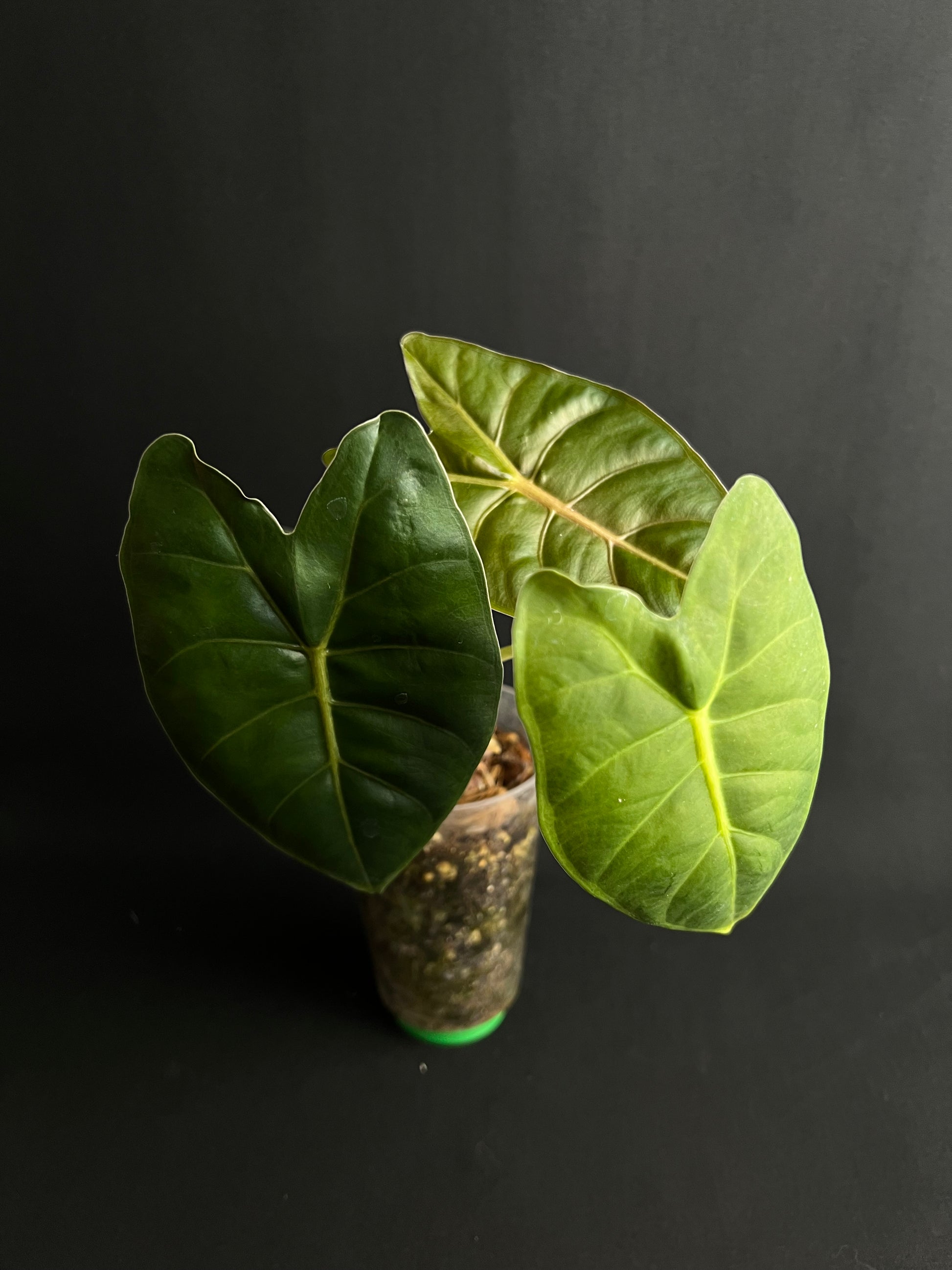 Alocasia Golden Bone #3