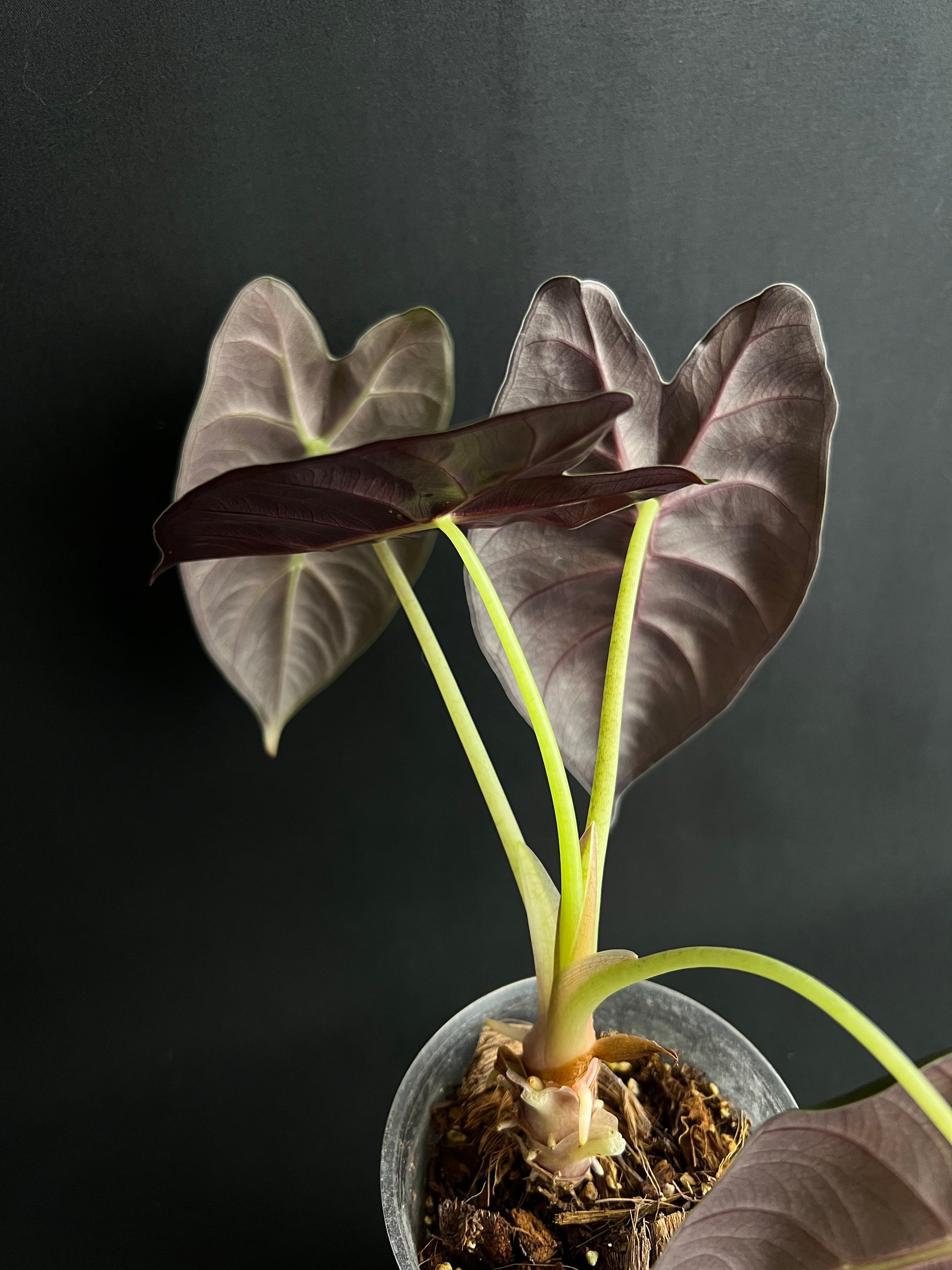 Alocasia Golden Bone #3