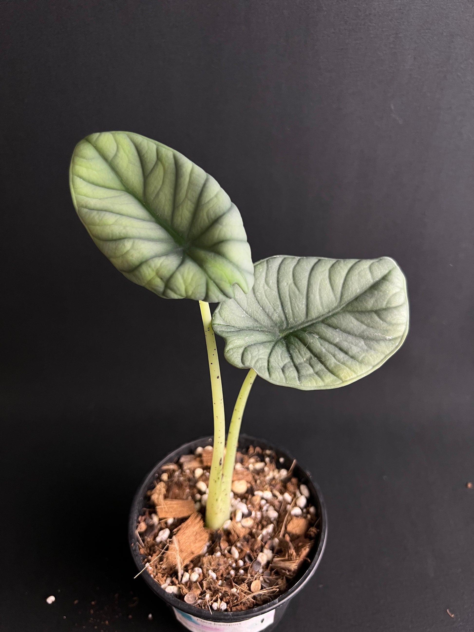 Alocasia Nebula
