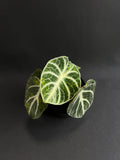 Alocasia Reginula 'Ninja' Variegata #2