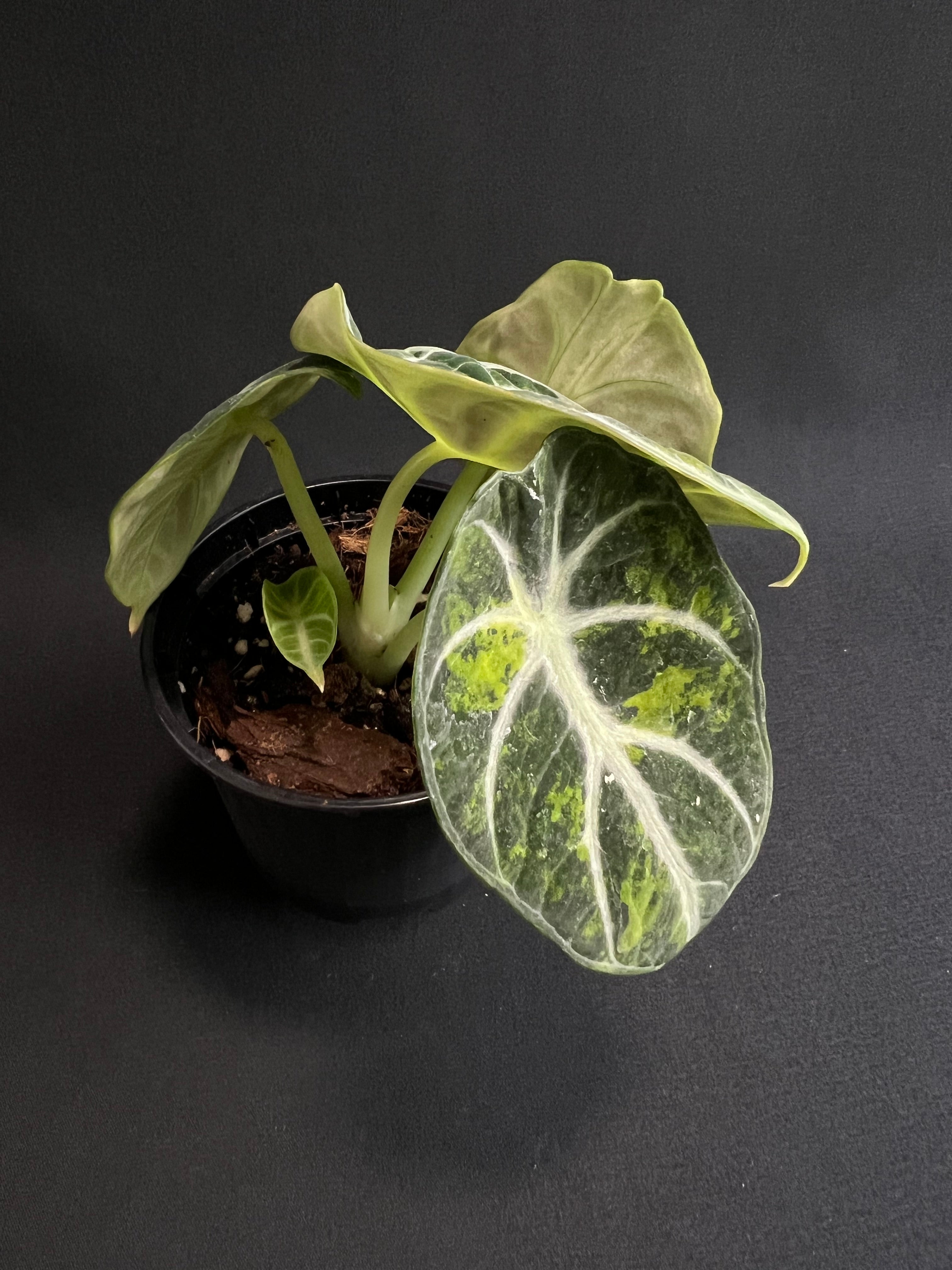 Alocasia Reginula 'Ninja' Variegata #2