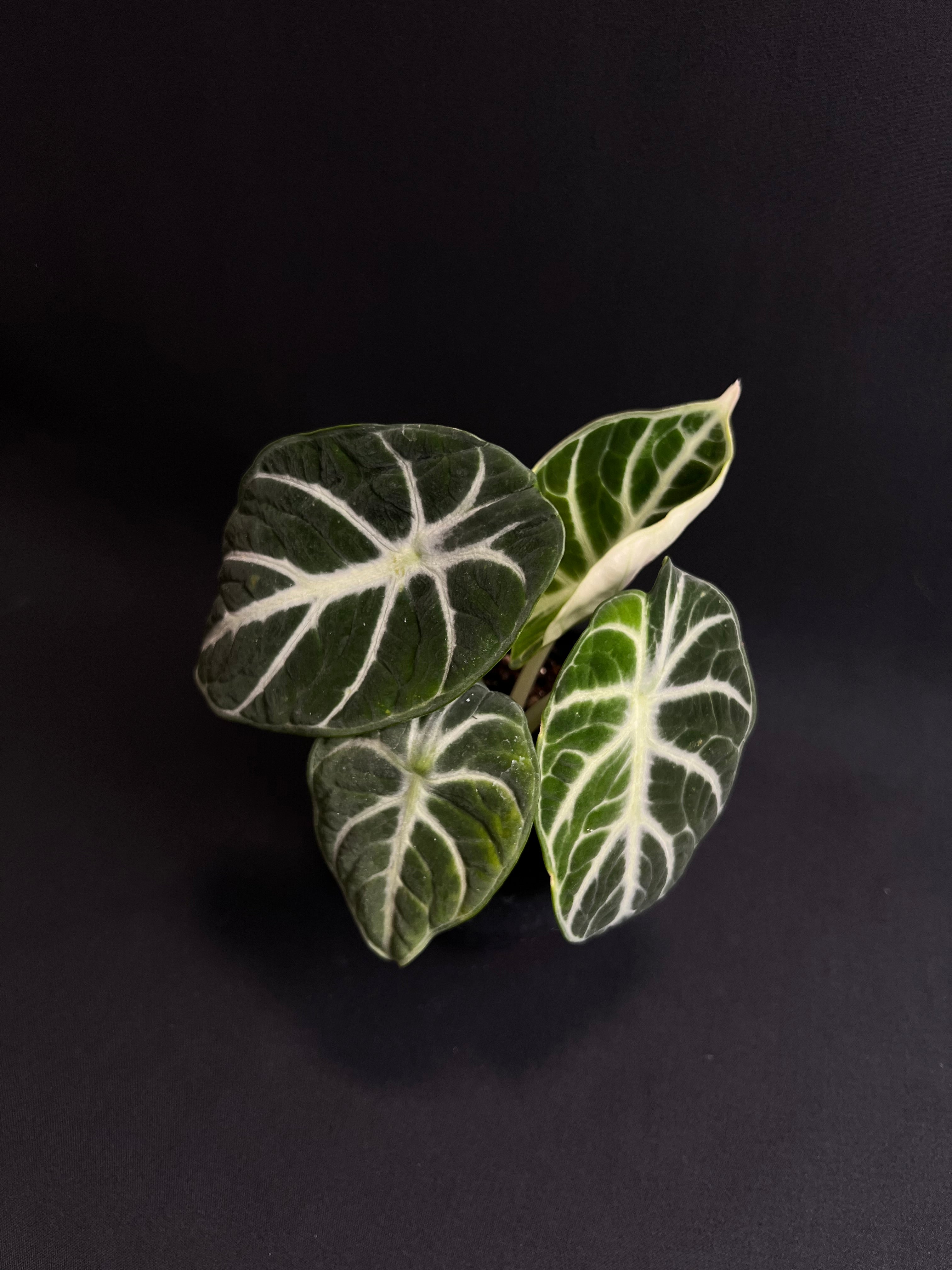Alocasia Reginula 'Ninja' Variegata #2
