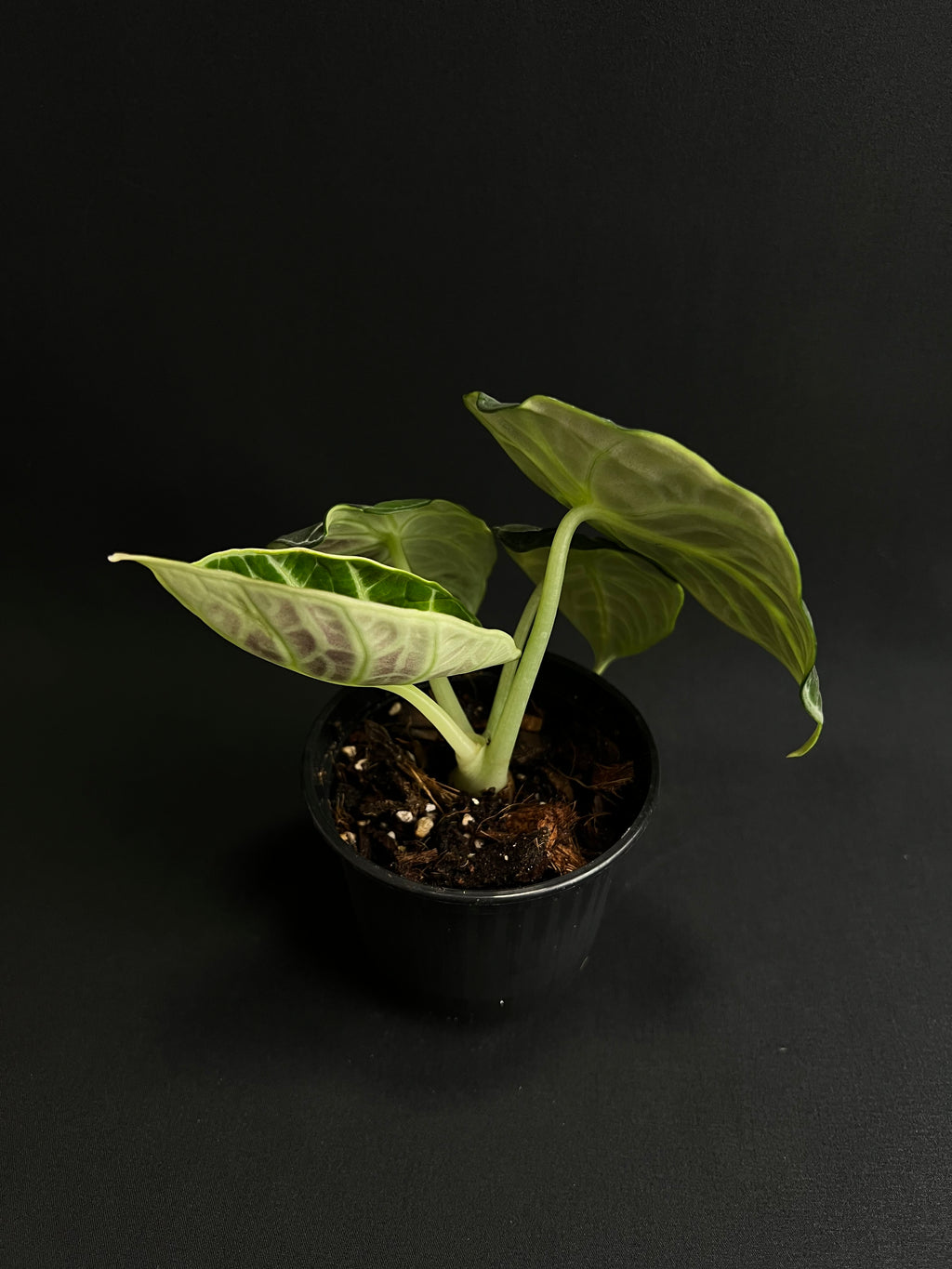 Alocasia Reginula 'Ninja' Variegata #2