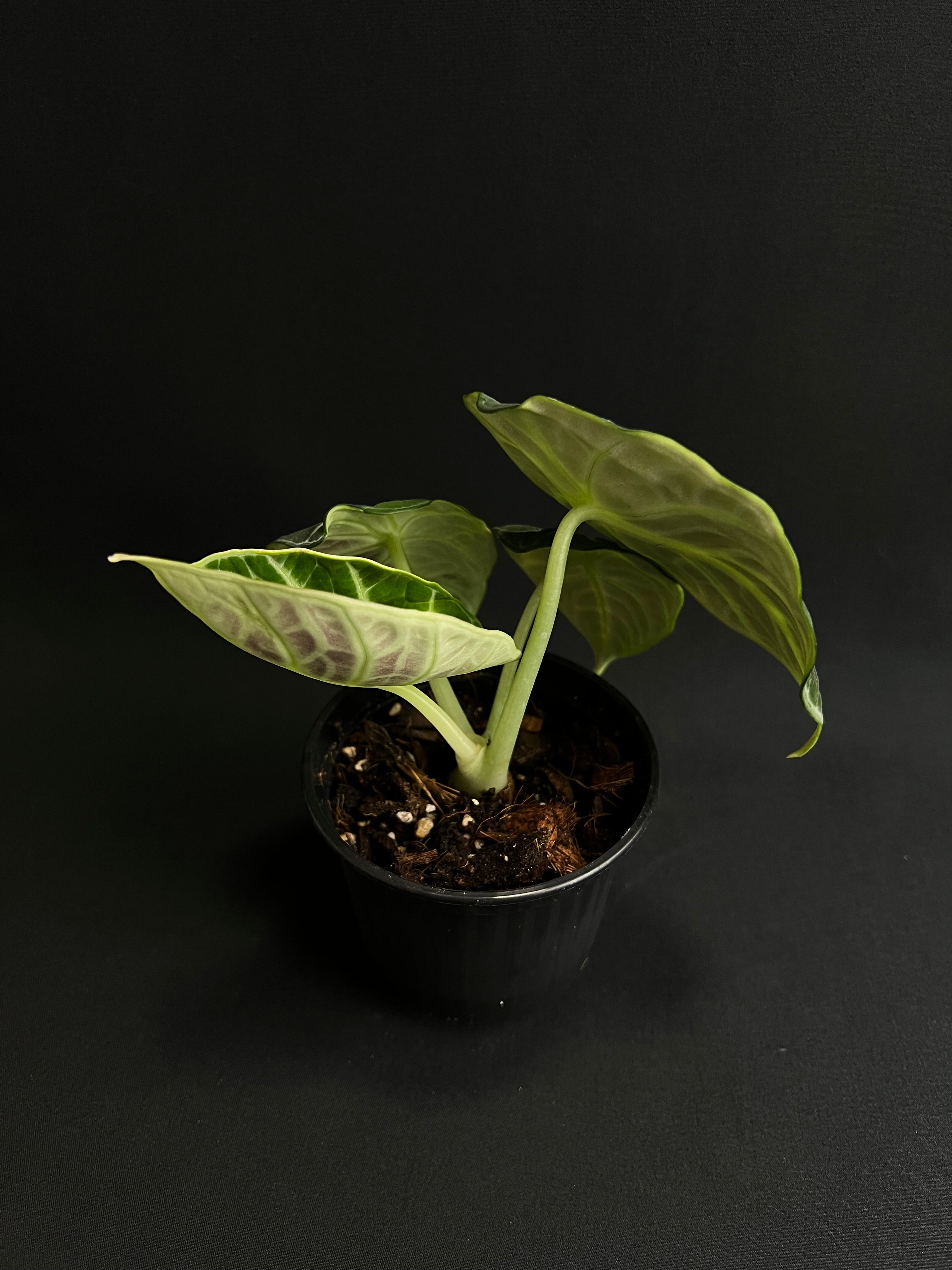 Alocasia Reginula 'Ninja' Variegata #2
