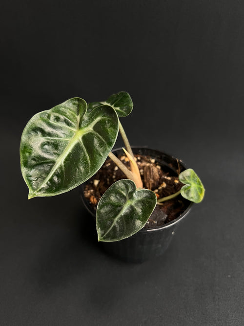 Alocasia Ballon Heart