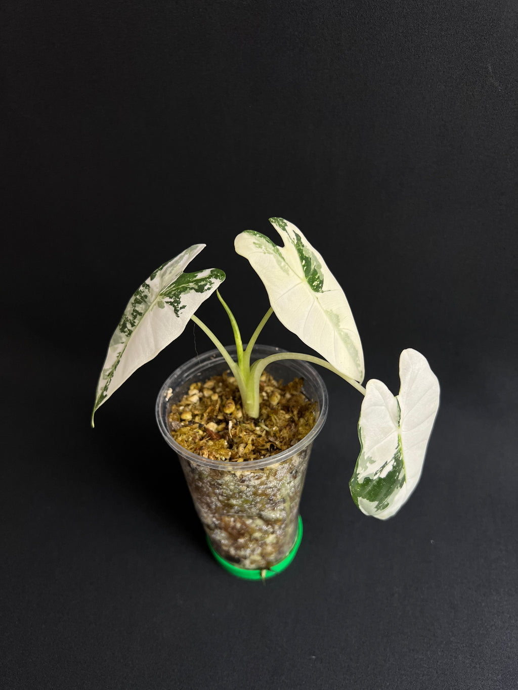 Alocasia Micholitziana 'Frydek' Variegata