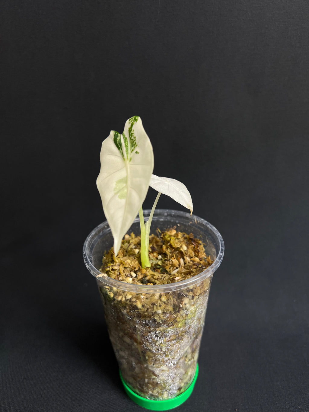 Alocasia Micholitziana 'Frydek' Variegata