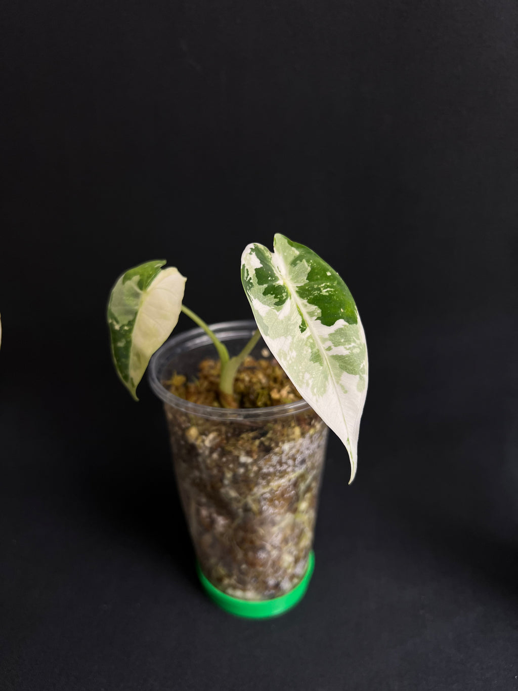 Alocasia Micholitziana 'Frydek' Variegata