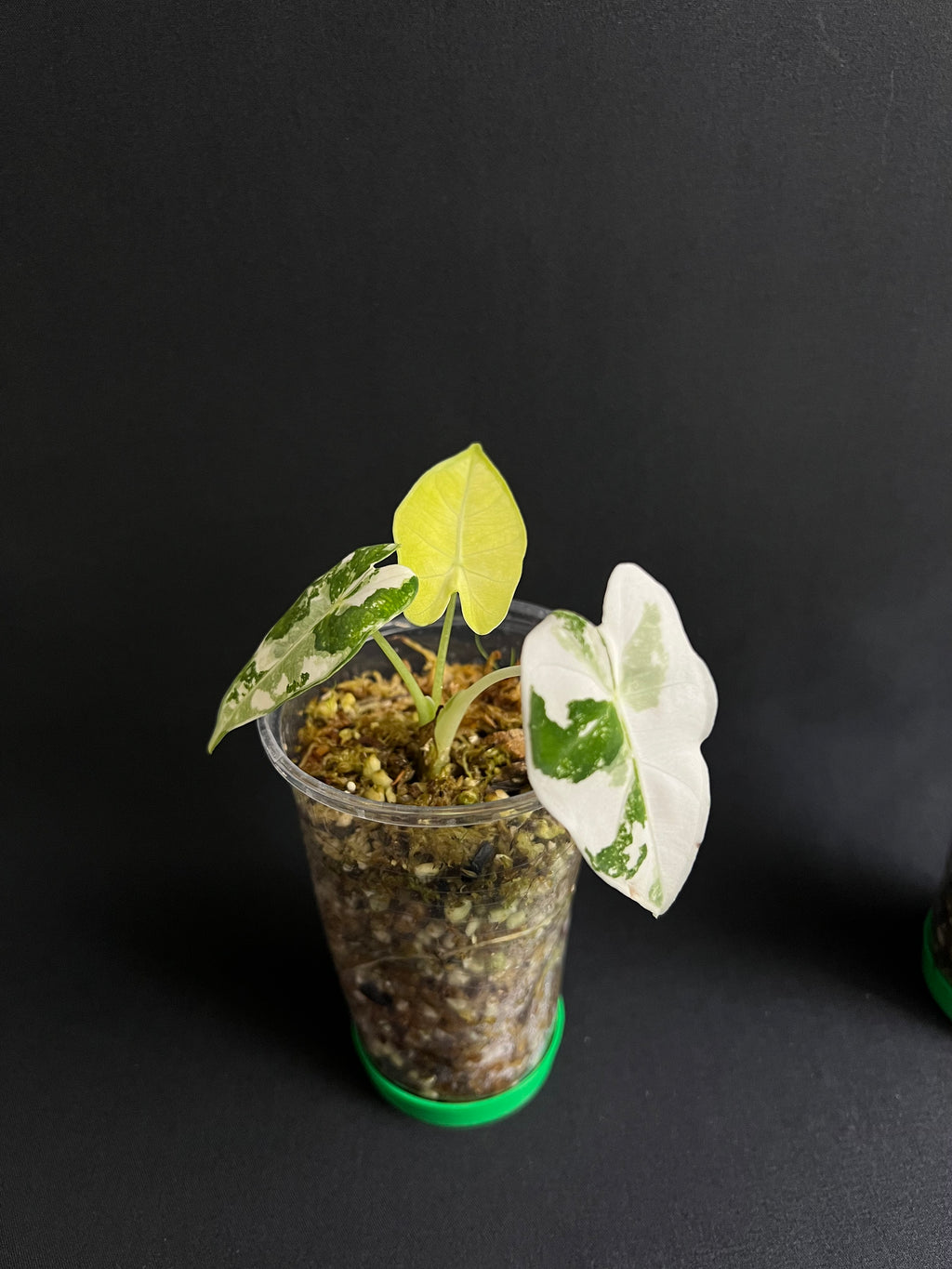 Alocasia Micholitziana 'Frydek' Variegata