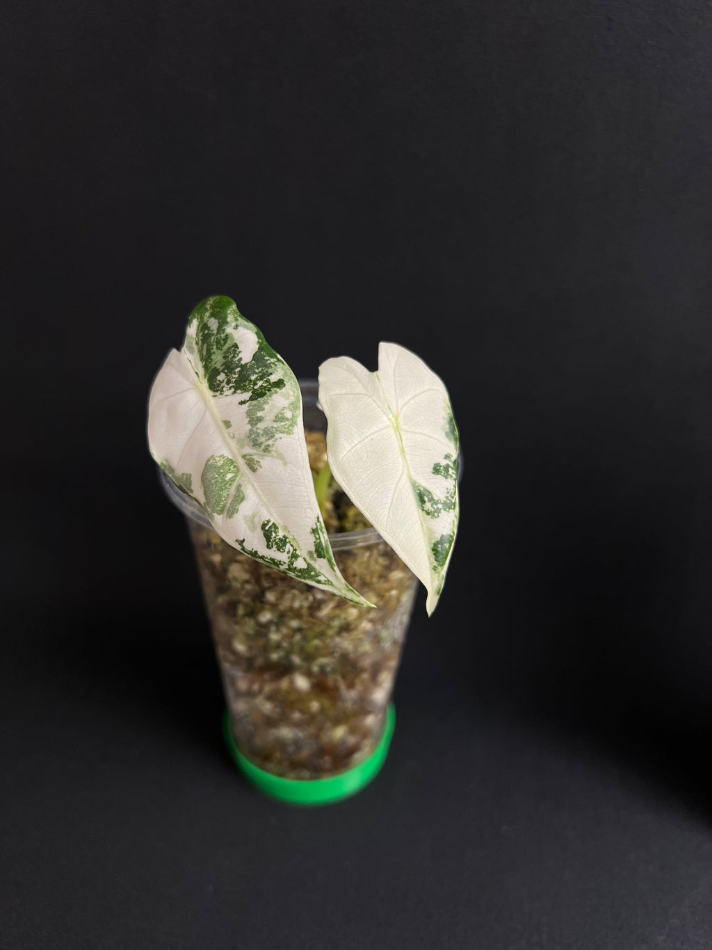 Alocasia Micholitziana 'Frydek' Variegata