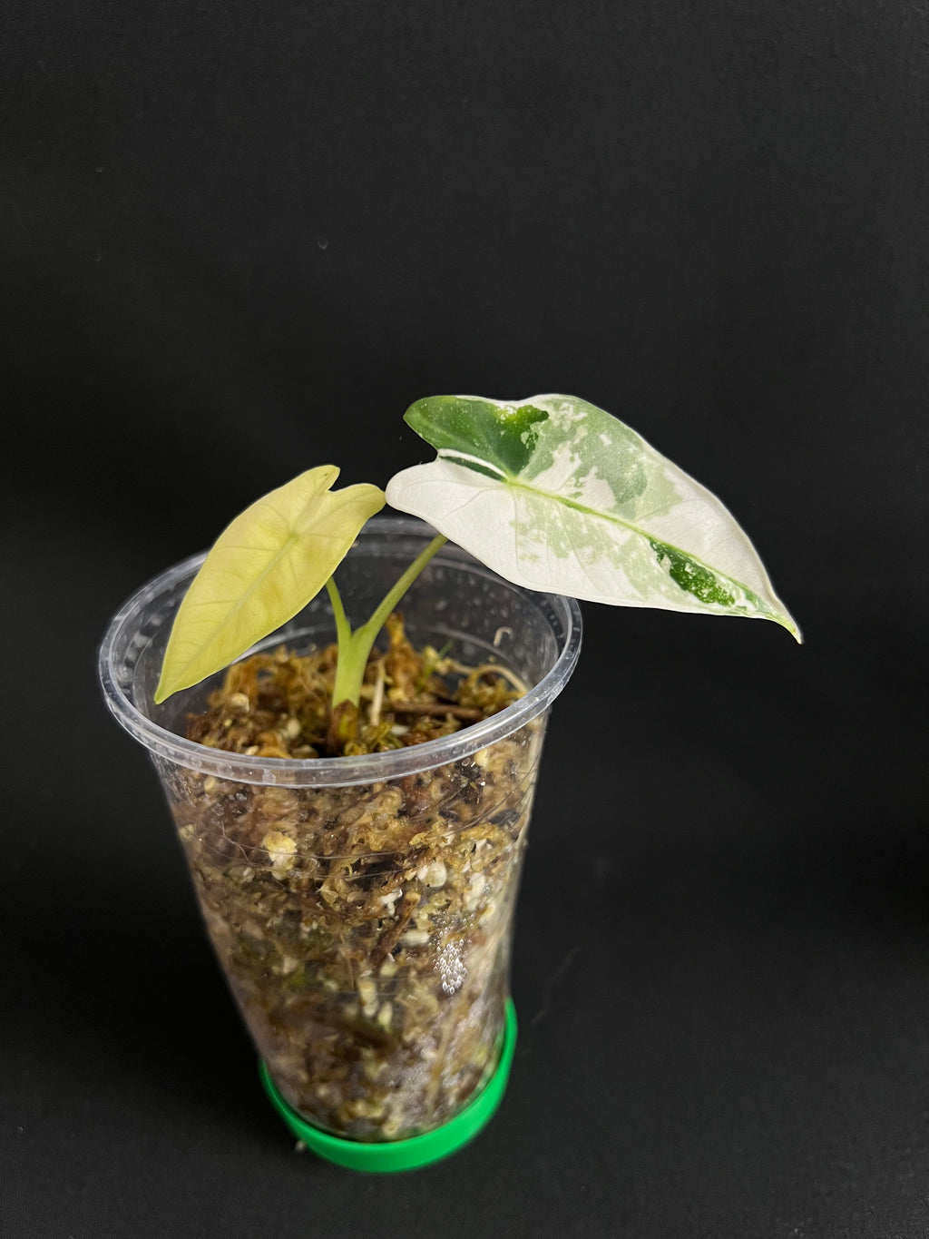 Alocasia Micholitziana 'Frydek' Variegata