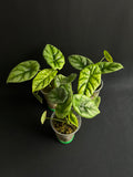 Alocasia Sinuata #1