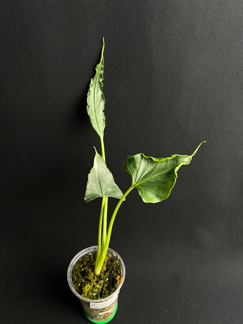 Alocasia Cucullata 'Crinkles' Albo Variegata #1