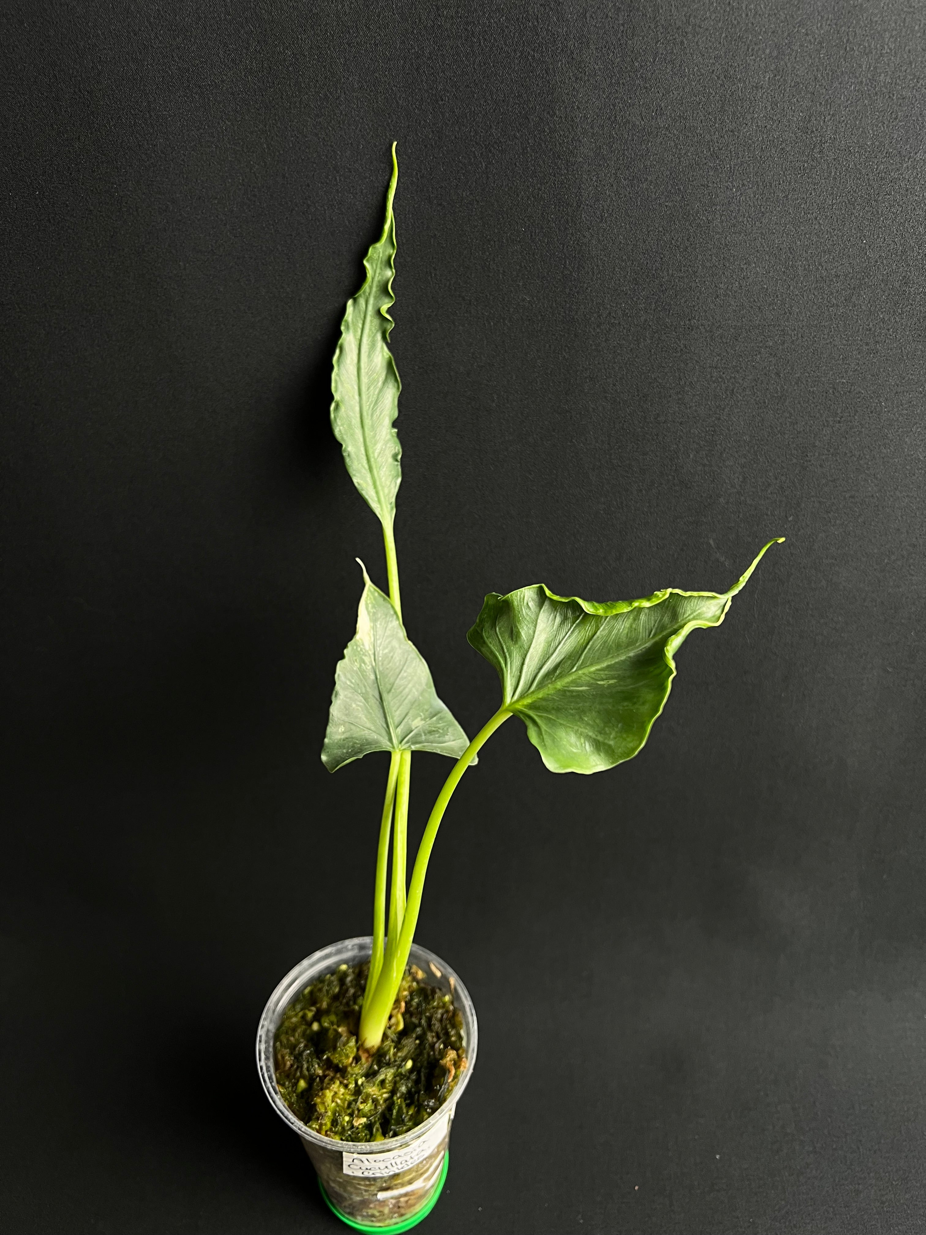 Alocasia Cucullata 'Crinkles' Albo Variegata #1