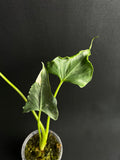Alocasia Cucullata 'Crinkles' Albo Variegata #1