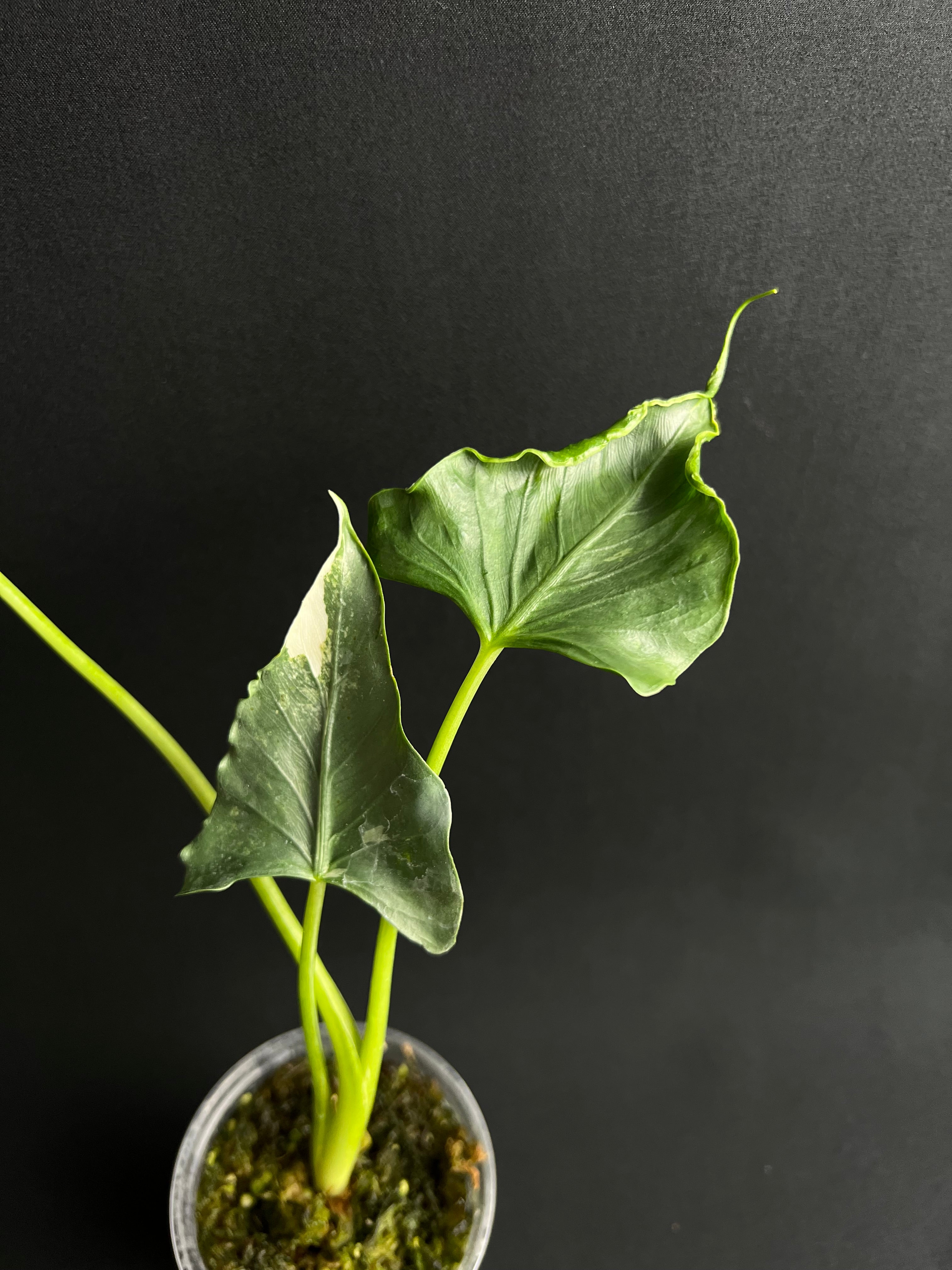 Alocasia Cucullata 'Crinkles' Albo Variegata #1