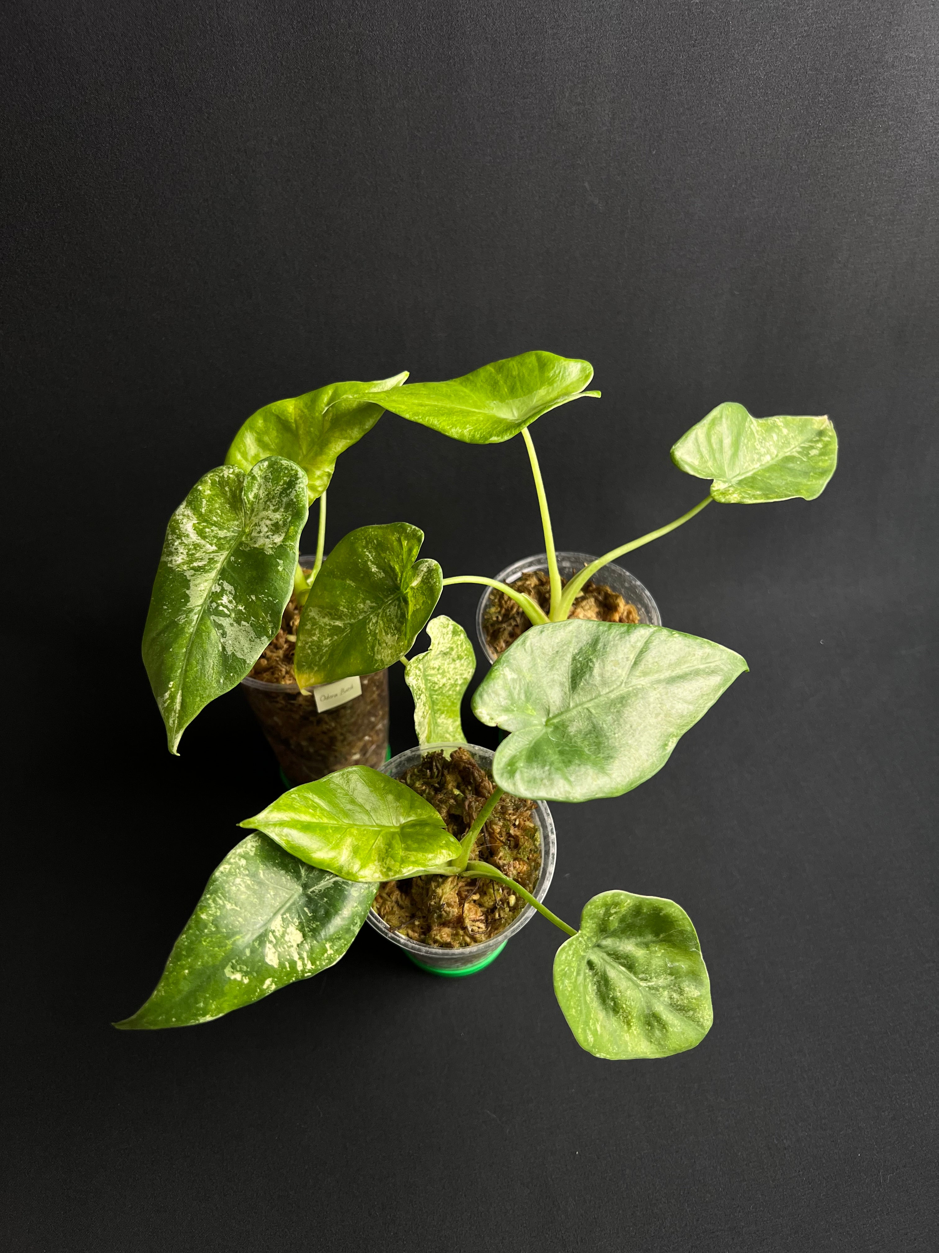 Alocasia Odora 'Batik' Variegata