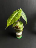 Alocasia Nairobi Nights Aurea Variegata #1