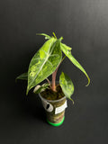 Alocasia Nairobi Nights Aurea Variegata #2