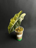 Alocasia Pseudo Sanderiana Aurea Variegata