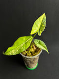 Alocasia Simpo Aurea Variegata #6